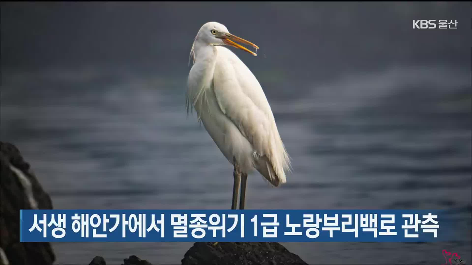 서생 해안가에서 멸종위기 1급 노랑부리백로 관측