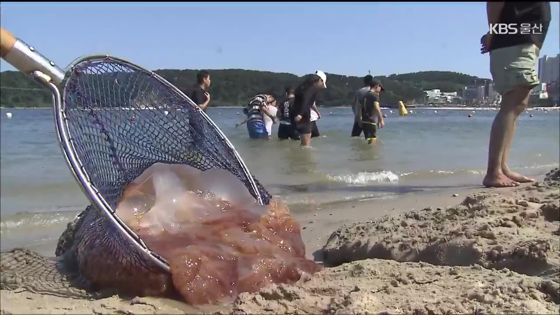 피서철 불청객 ‘해파리’…“치워도 치워도 끝이 없다”