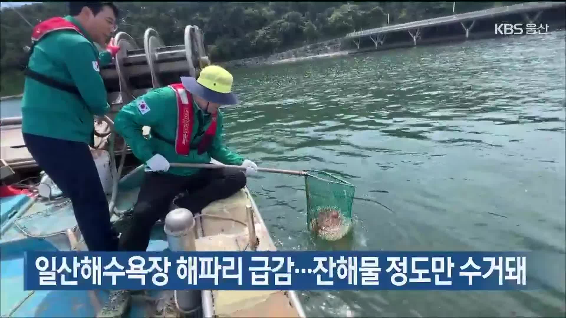 일산해수욕장 해파리 급감…잔해물 정도만 수거돼