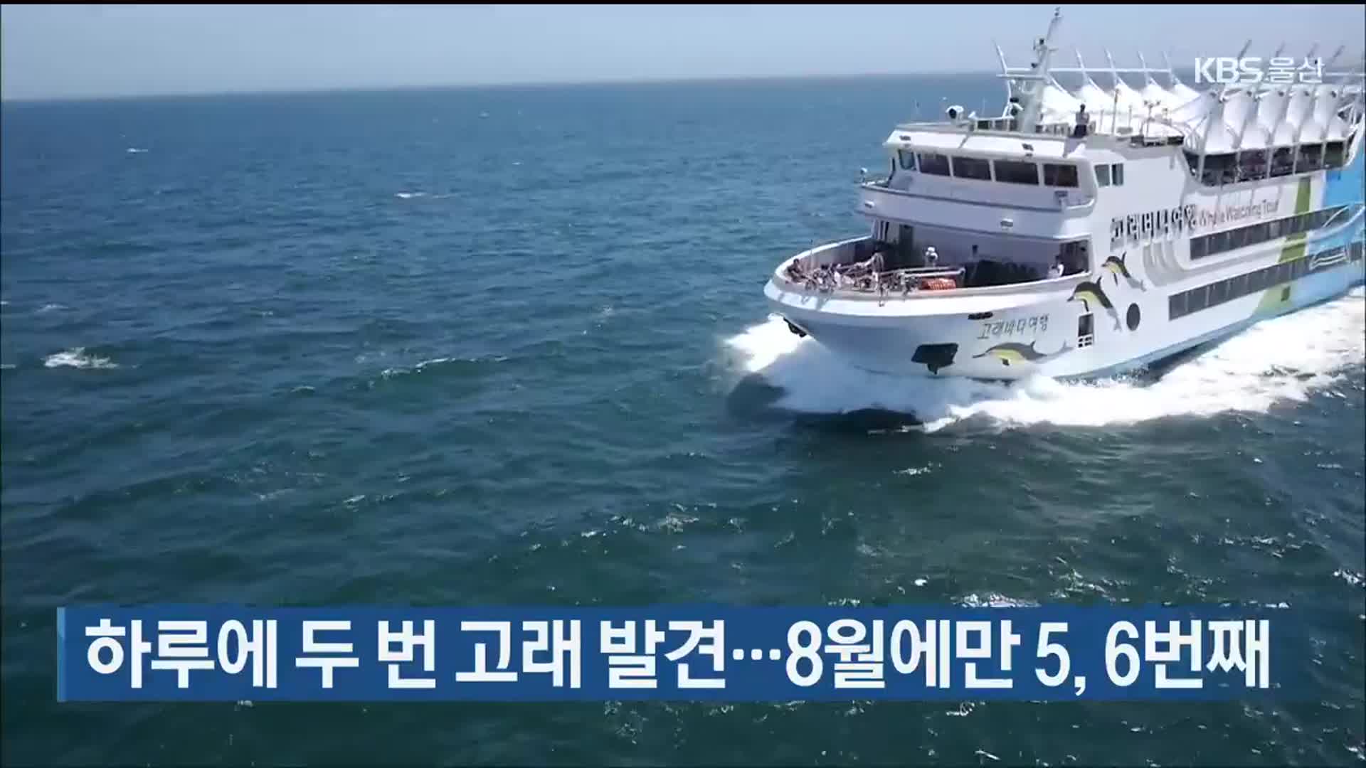 하루에 두 번 고래 발견…8월에만 5, 6번째