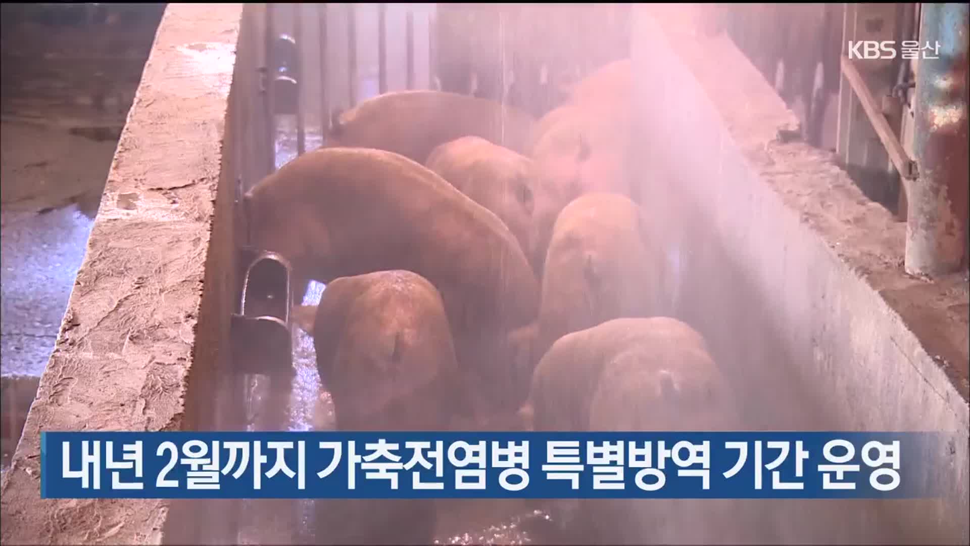 내년 2월까지 가축전염병 특별방역 기간 운영