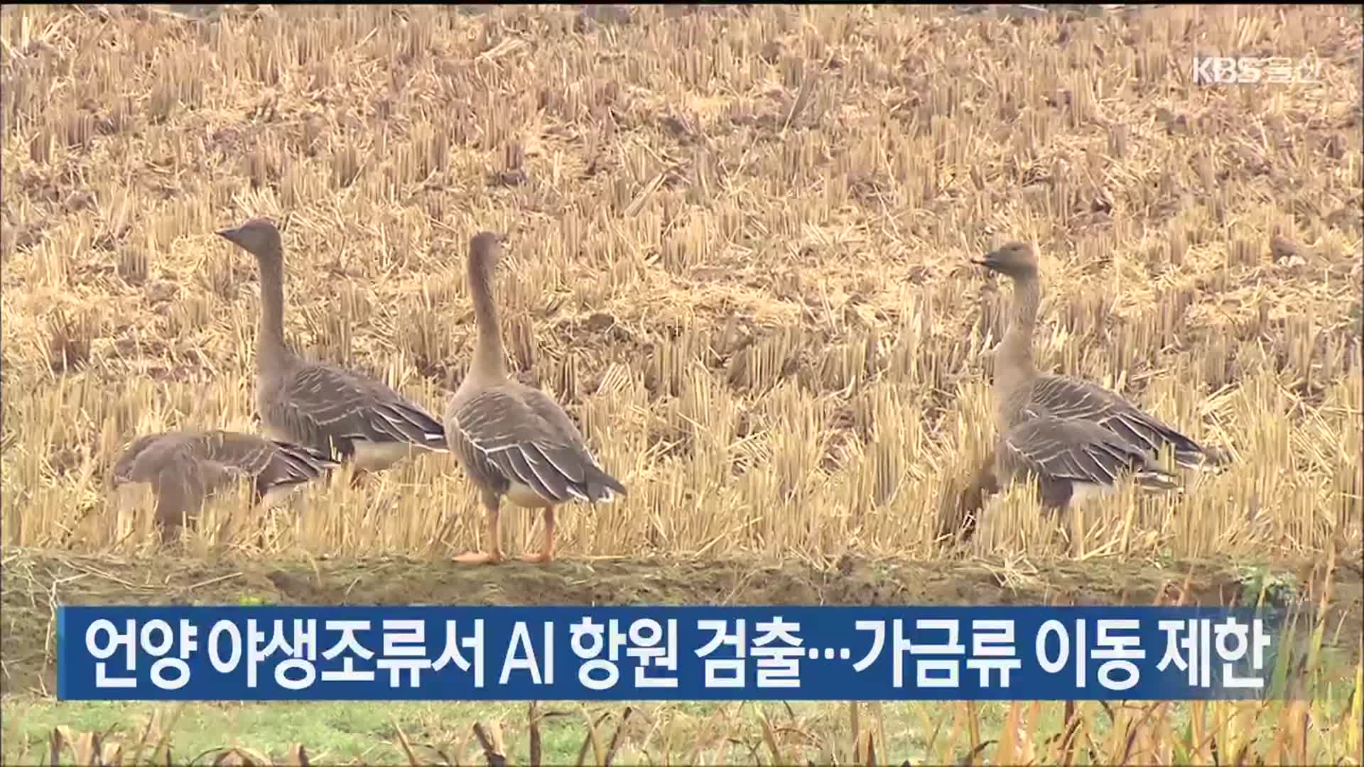 언양 야생조류서 AI 항원 검출…가금류 이동 제한