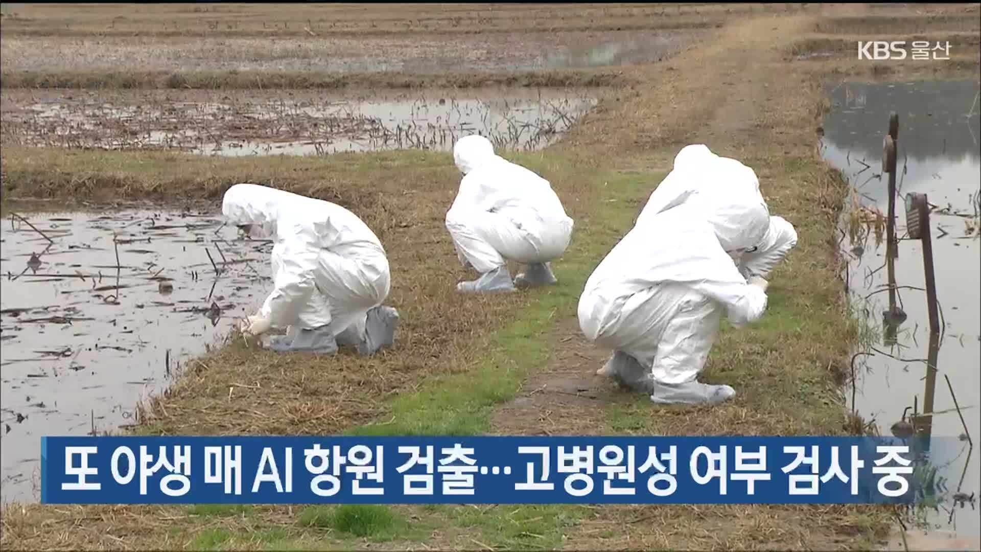 또 야생 매 AI 항원 검출…고병원성 여부 검사 중