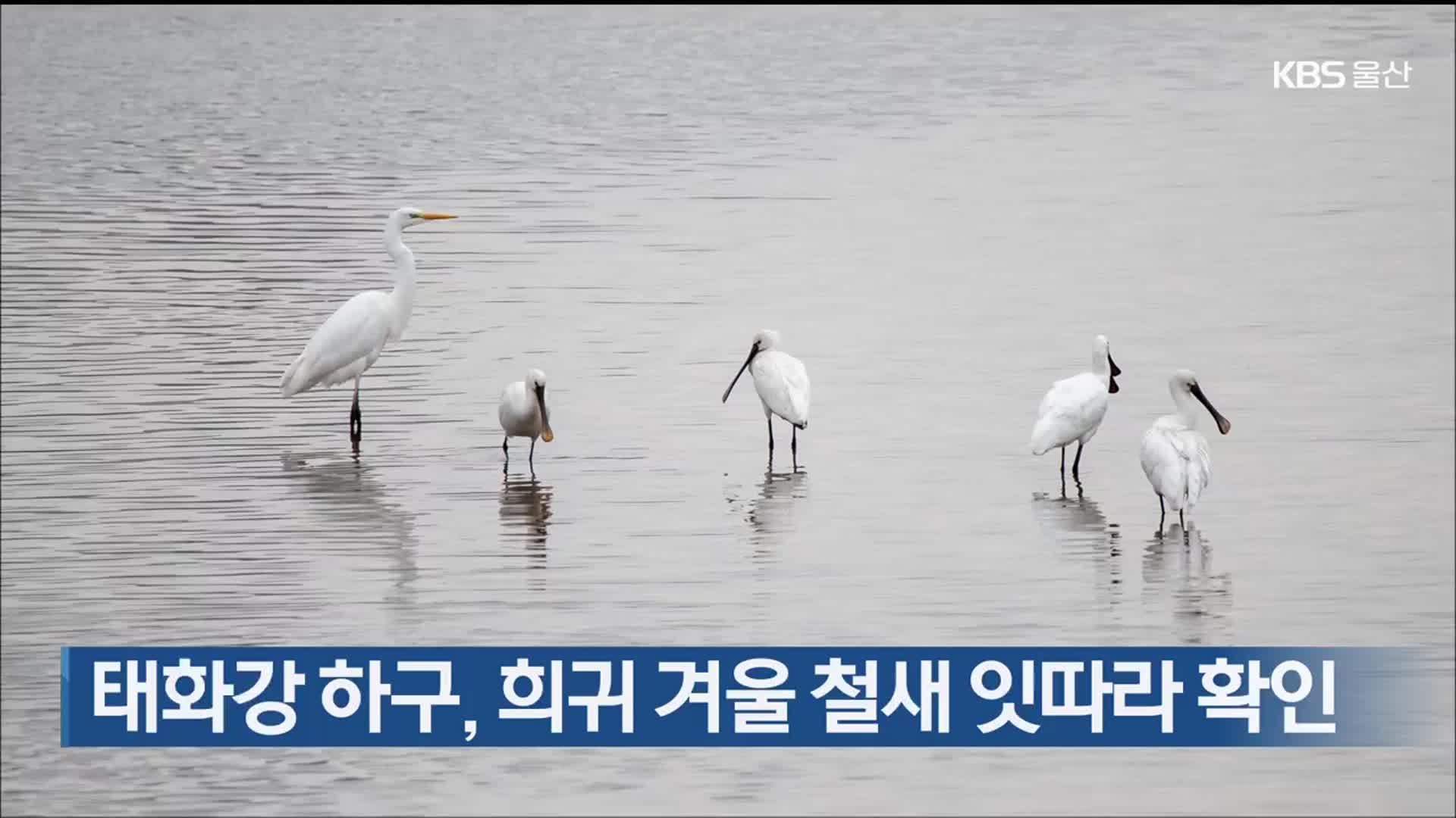 태화강 하구, 희귀 겨울 철새 잇따라 확인