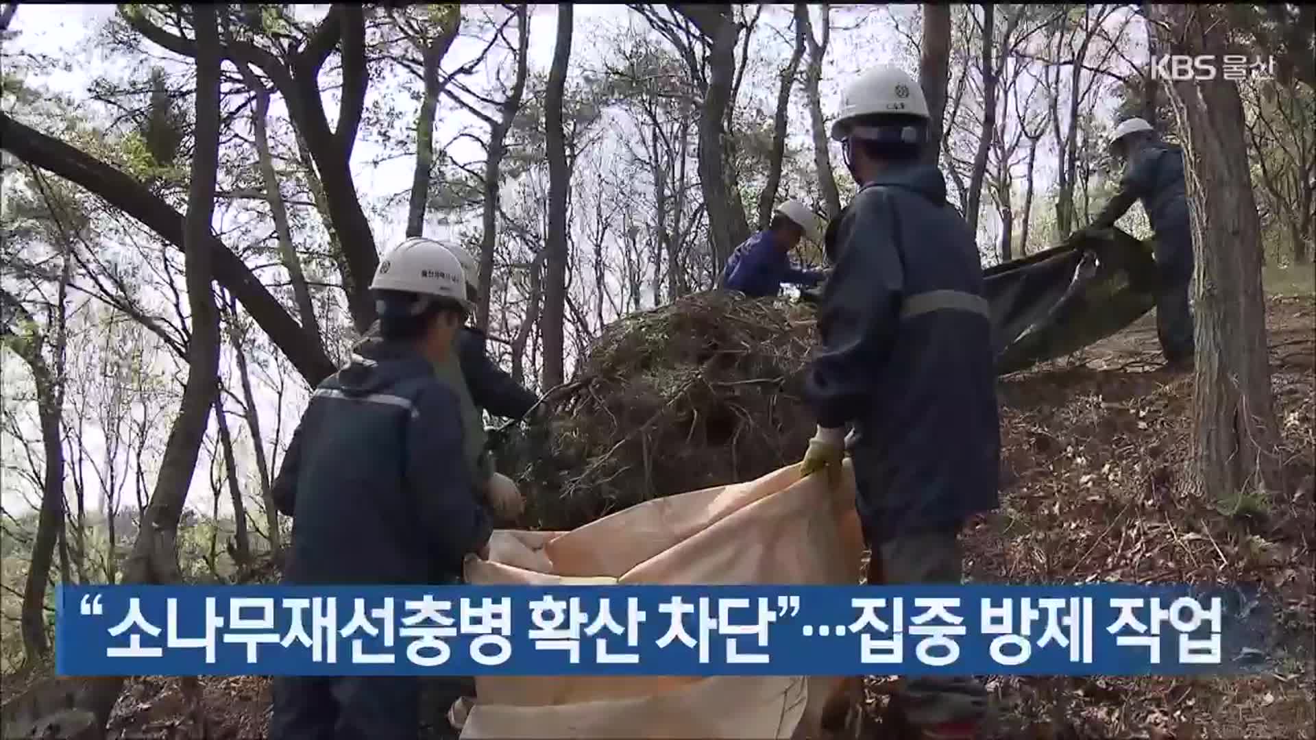 “소나무재선충병 확산 차단”…집중 방제 작업