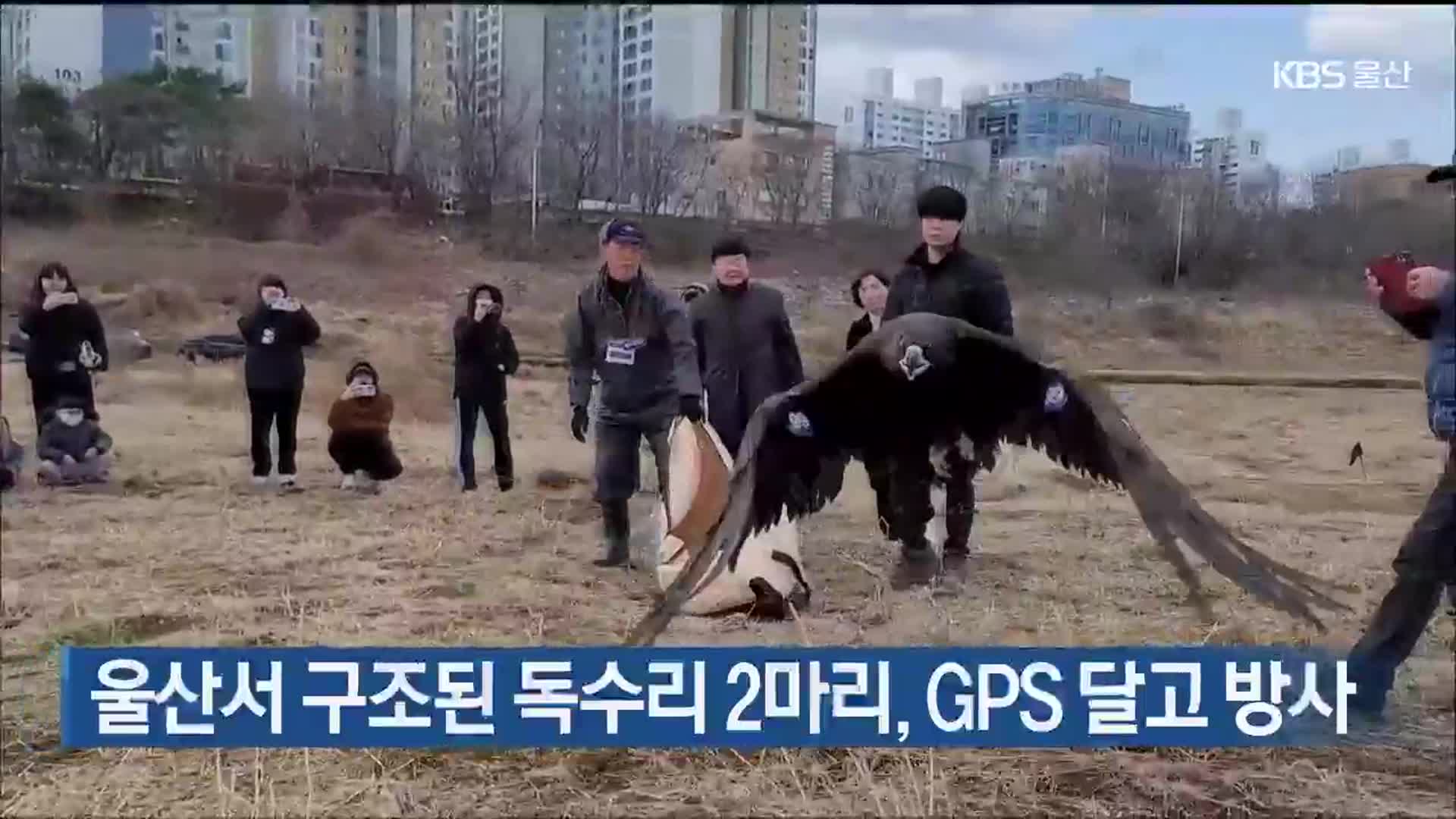 울산서 구조된 독수리 2마리, GPS 달고 방사