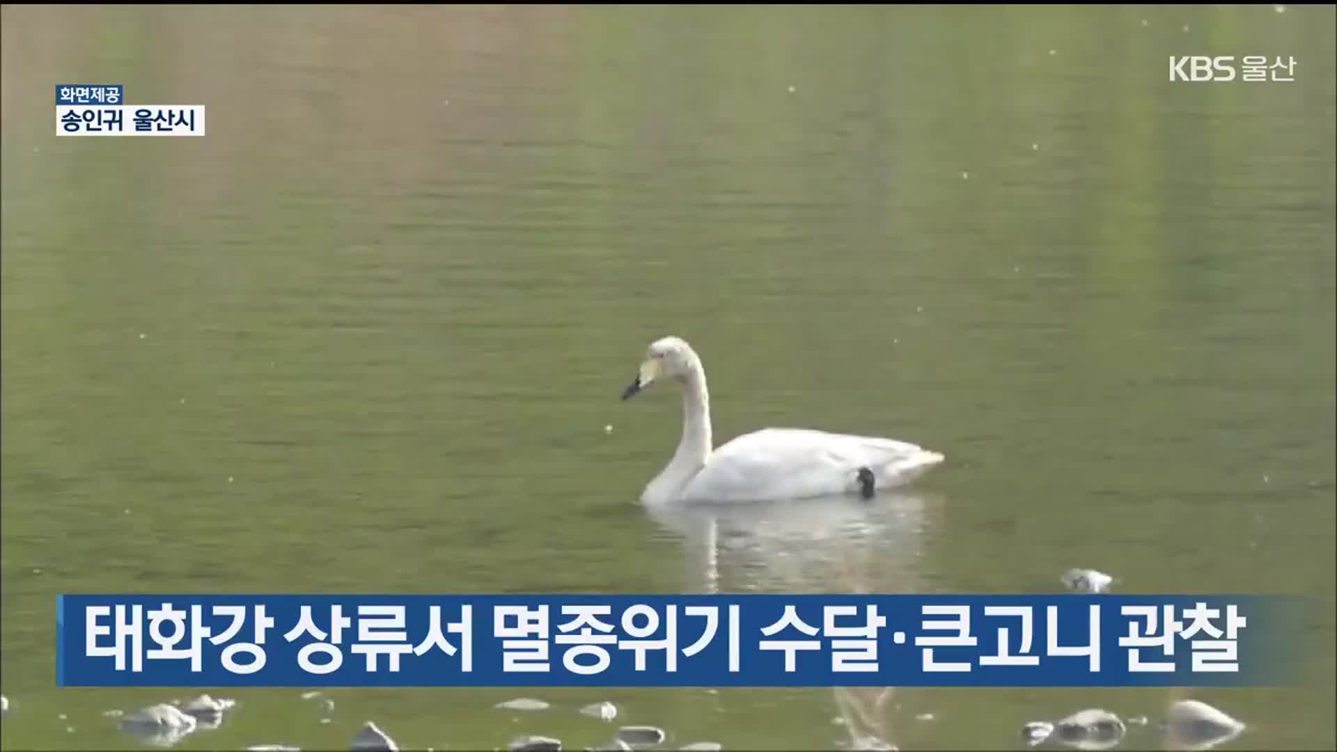 태화강 상류서 멸종위기 수달·큰고니 관찰