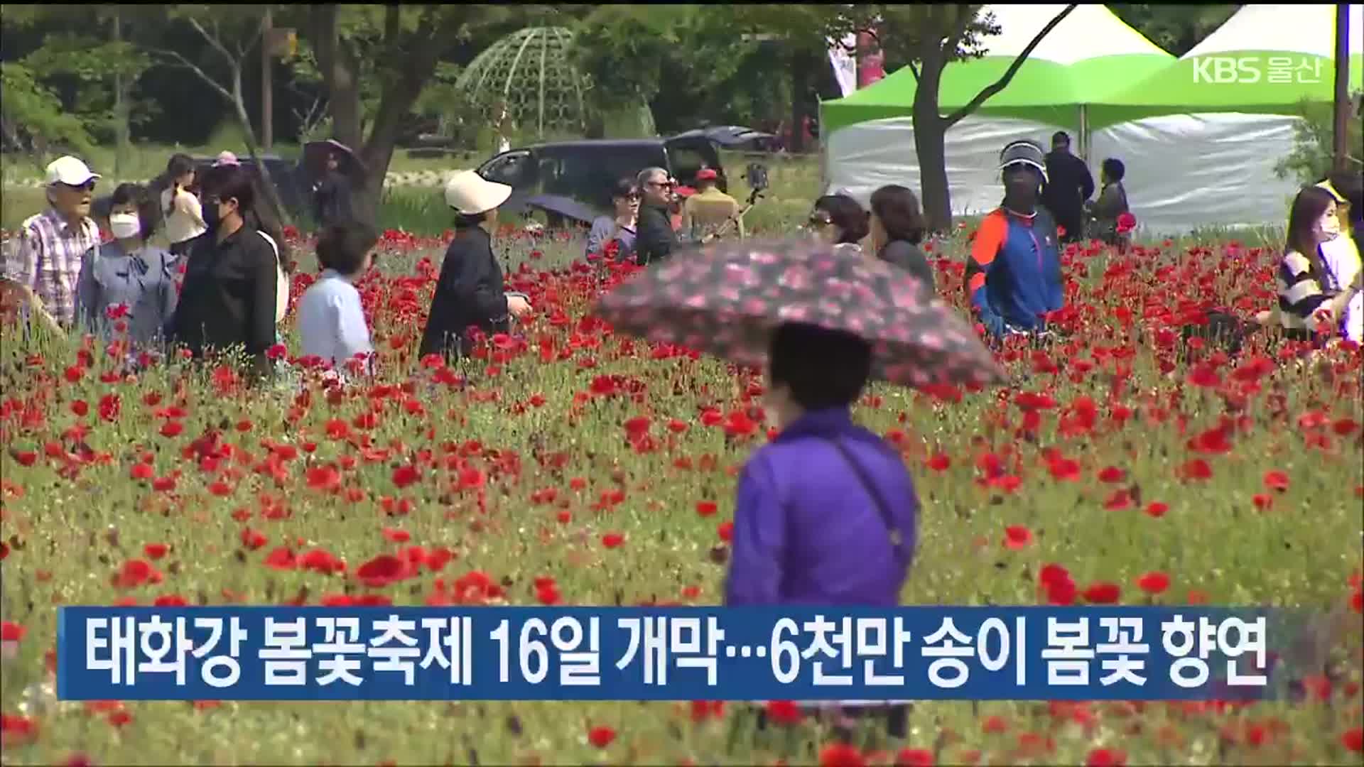 태화강 봄꽃축제 16일 개막…6천만 송이 봄꽃 향연