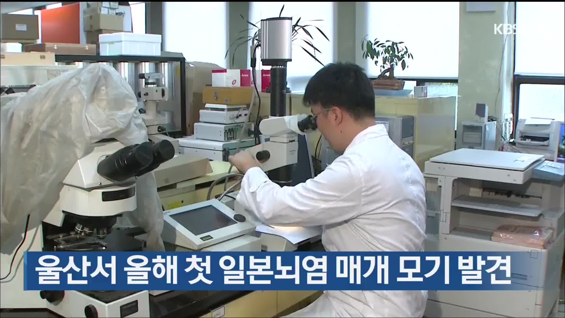 울산서 올해 첫 일본뇌염 매개 모기 발견