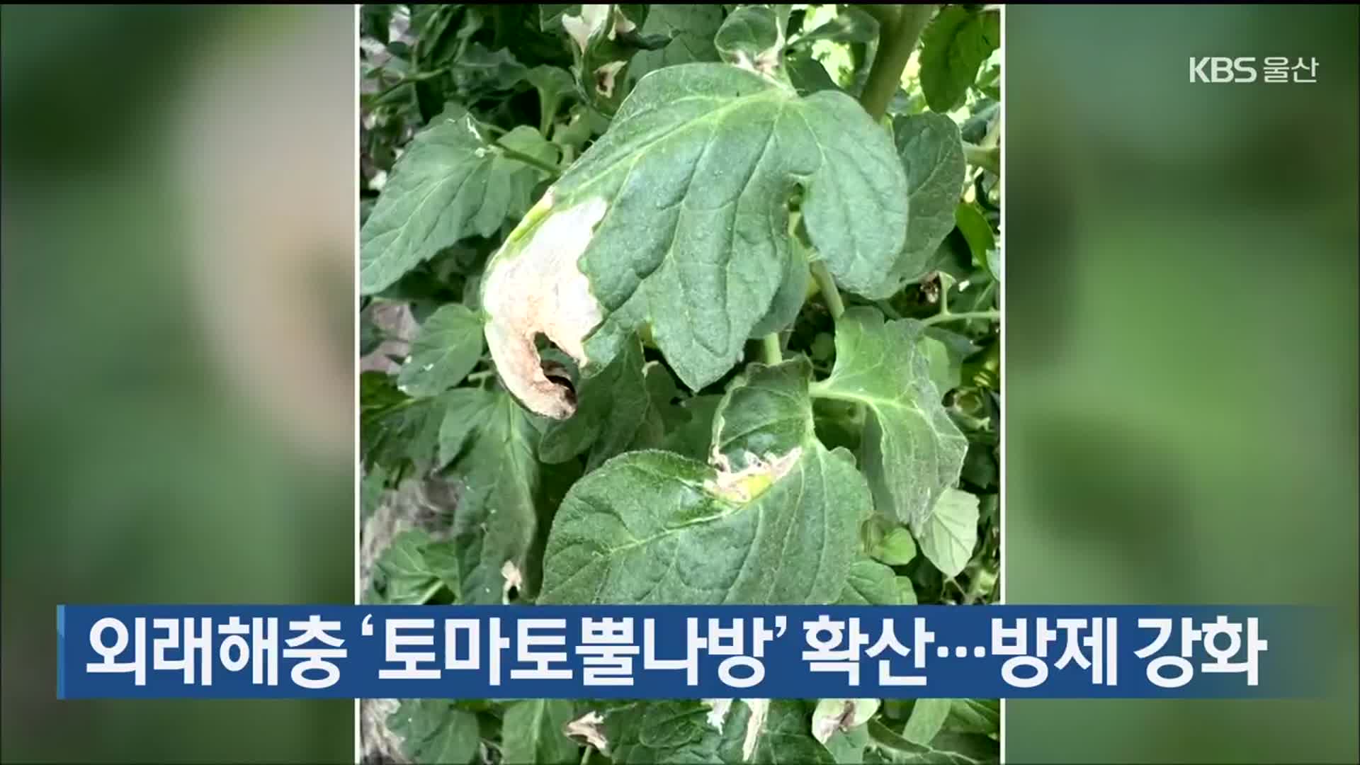 외래해충 ‘토마토뿔나방’ 확산…방제 강화