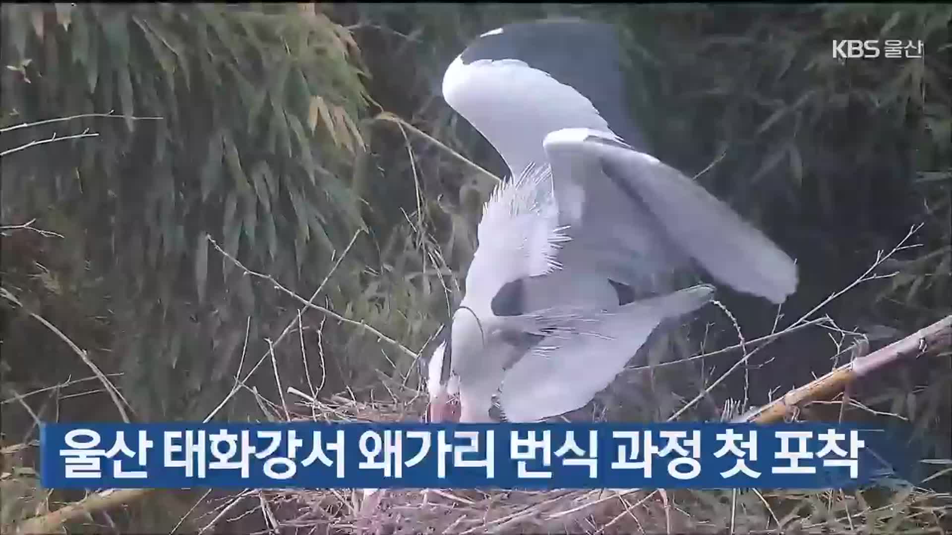 울산 태화강서 왜가리 번식 과정 첫 포착