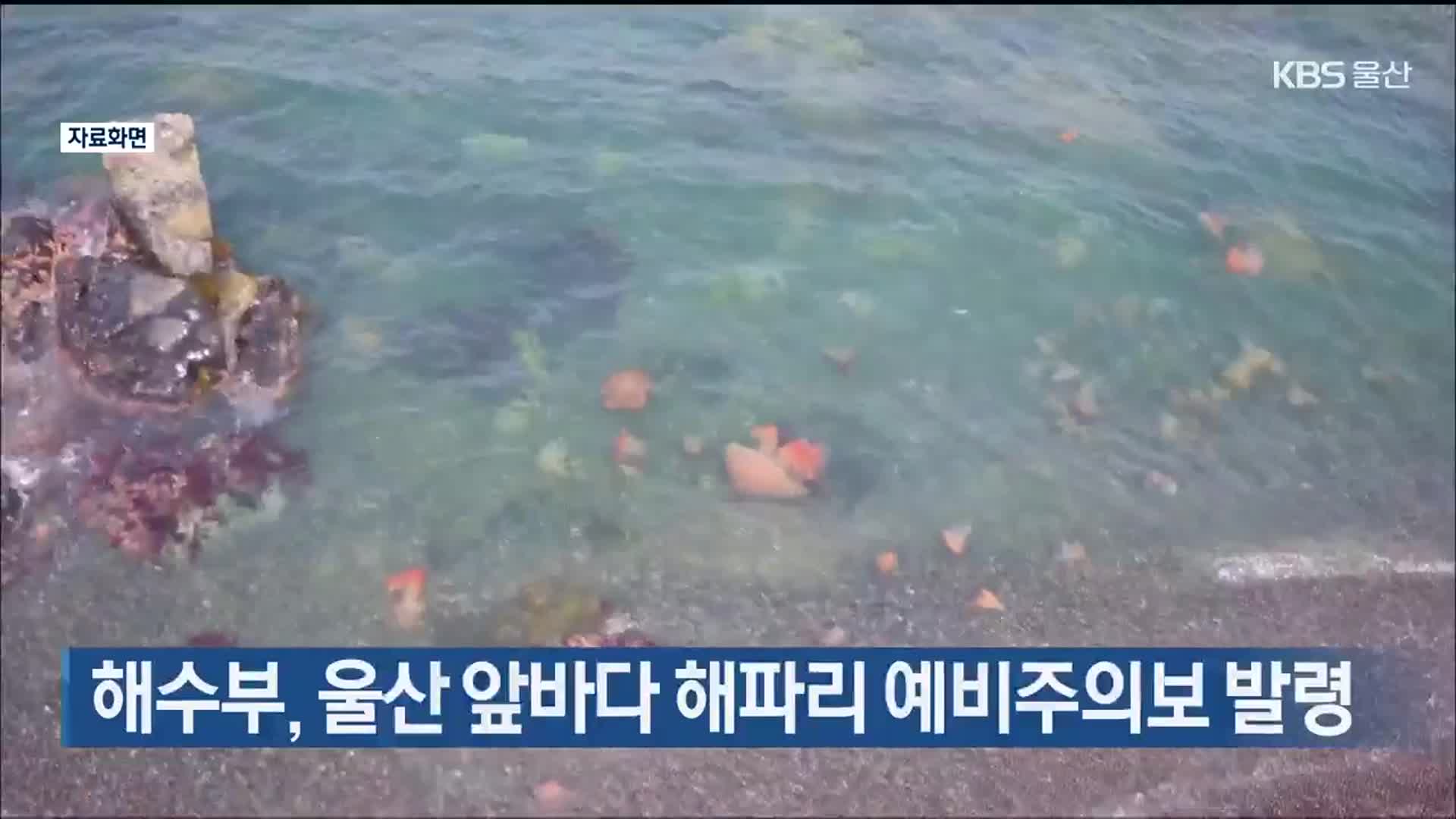 해수부, 울산 앞바다 해파리 예비주의보 발령