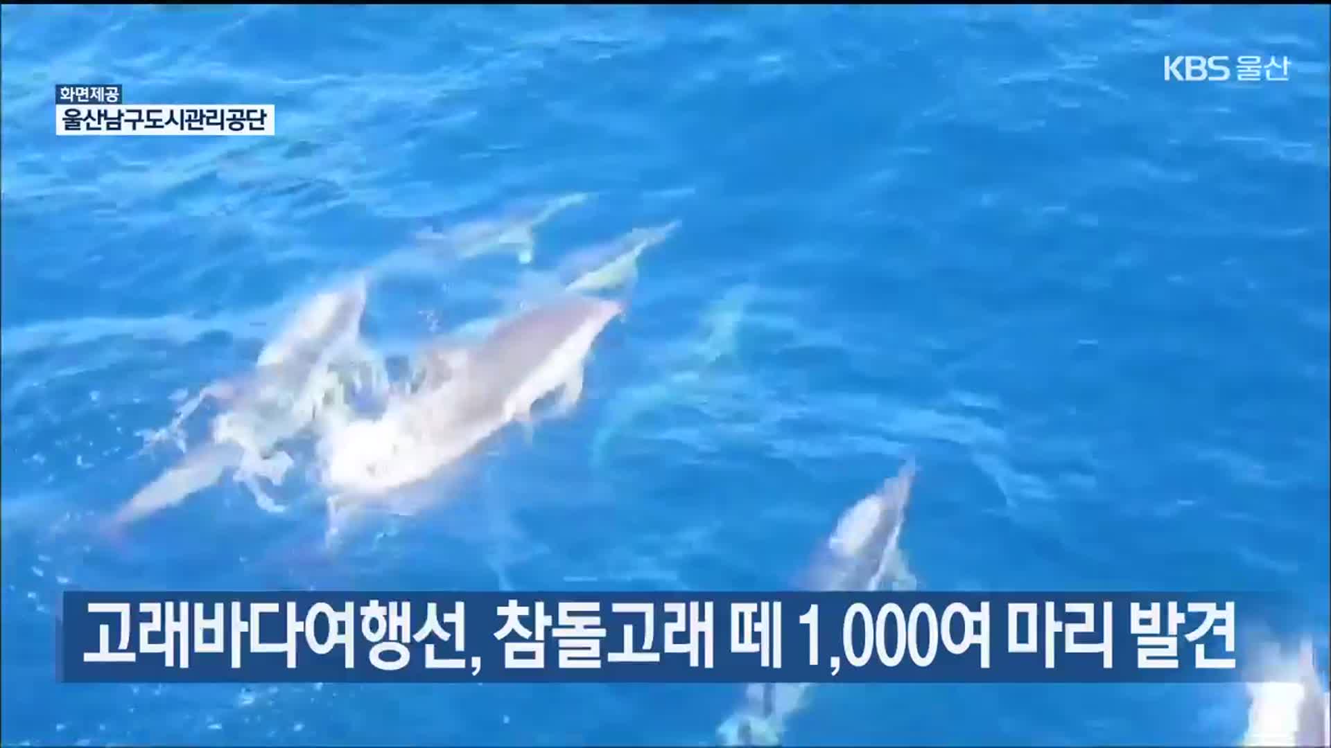 고래바다여행선, 참돌고래 떼 1,000여 마리 발견
