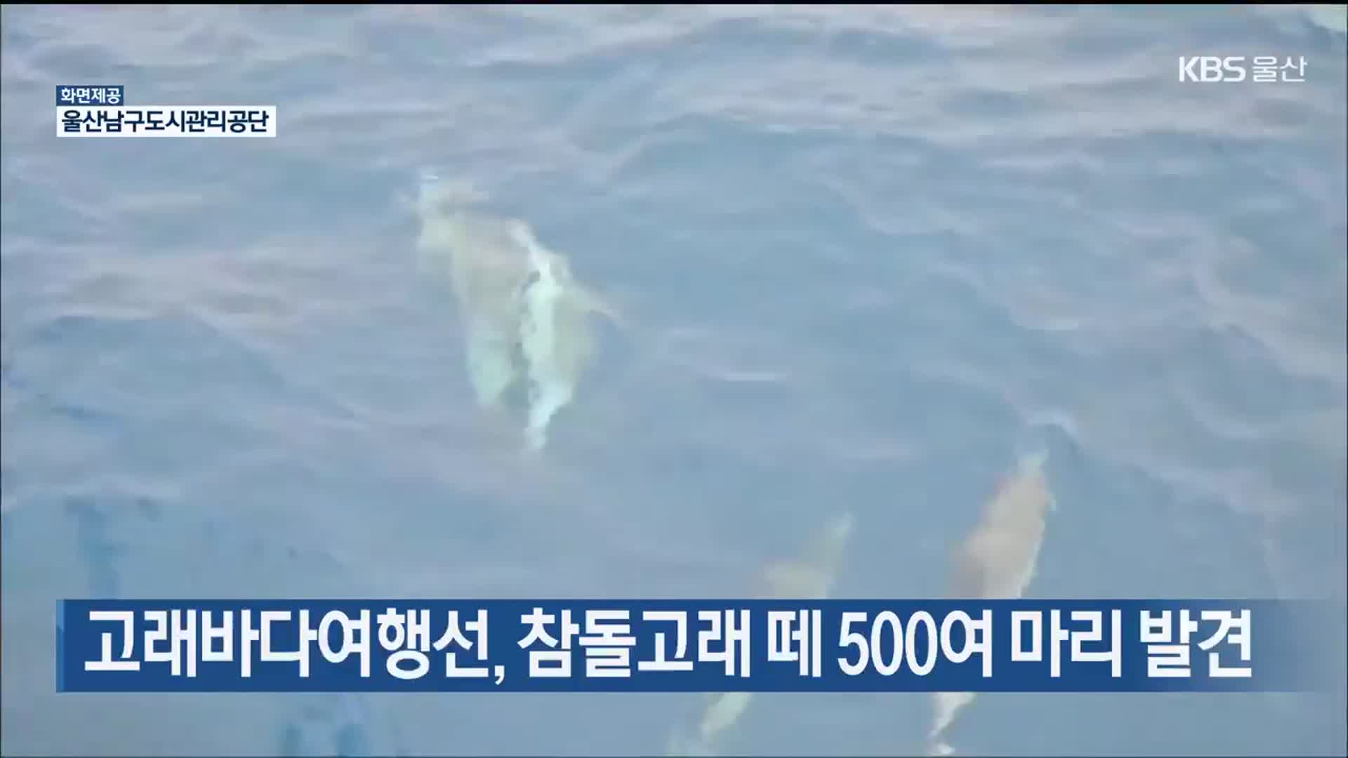 고래바다여행선, 참돌고래 떼 500여 마리 발견