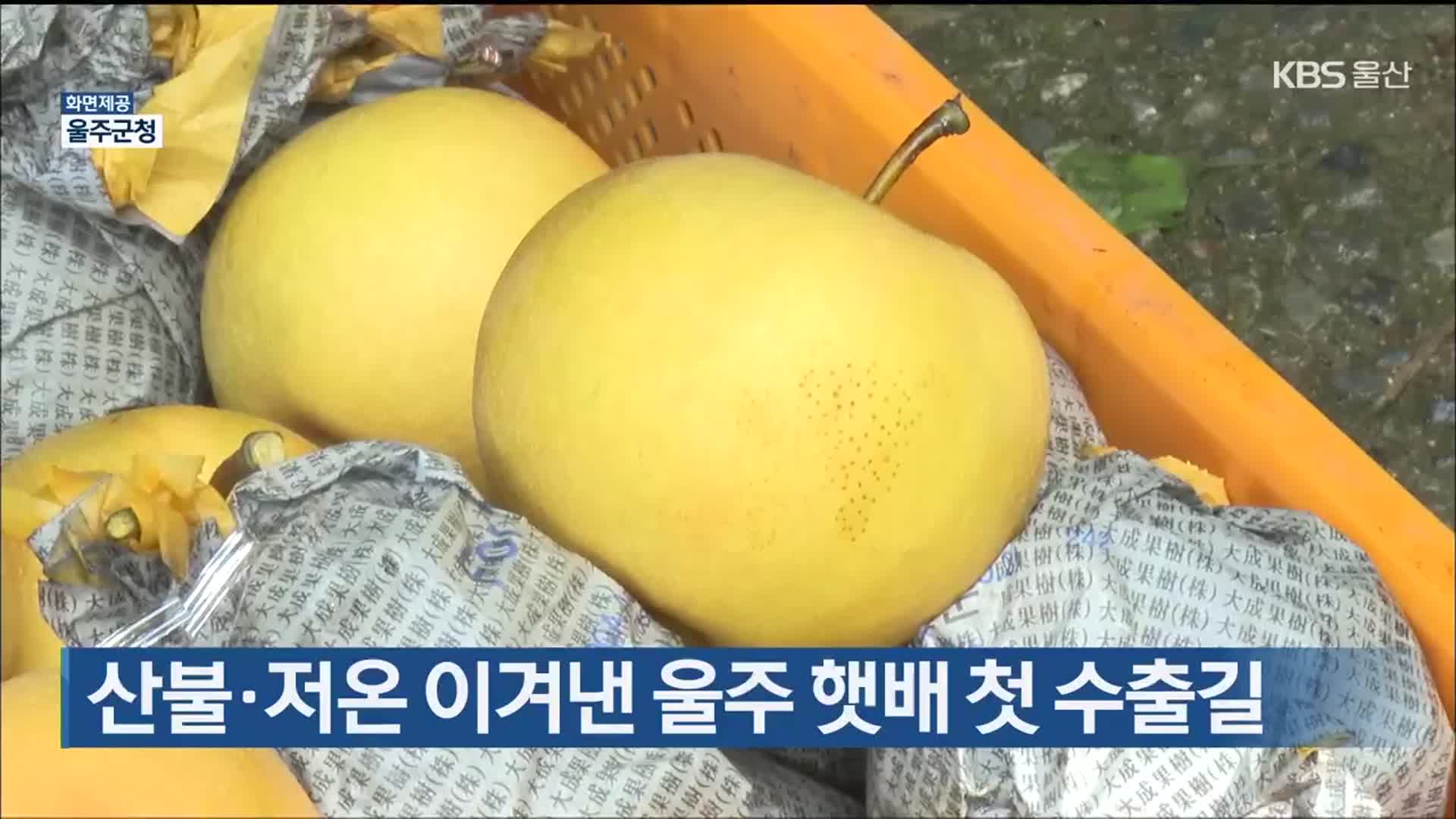 산불·저온 이겨낸 울주 햇배 첫 수출길