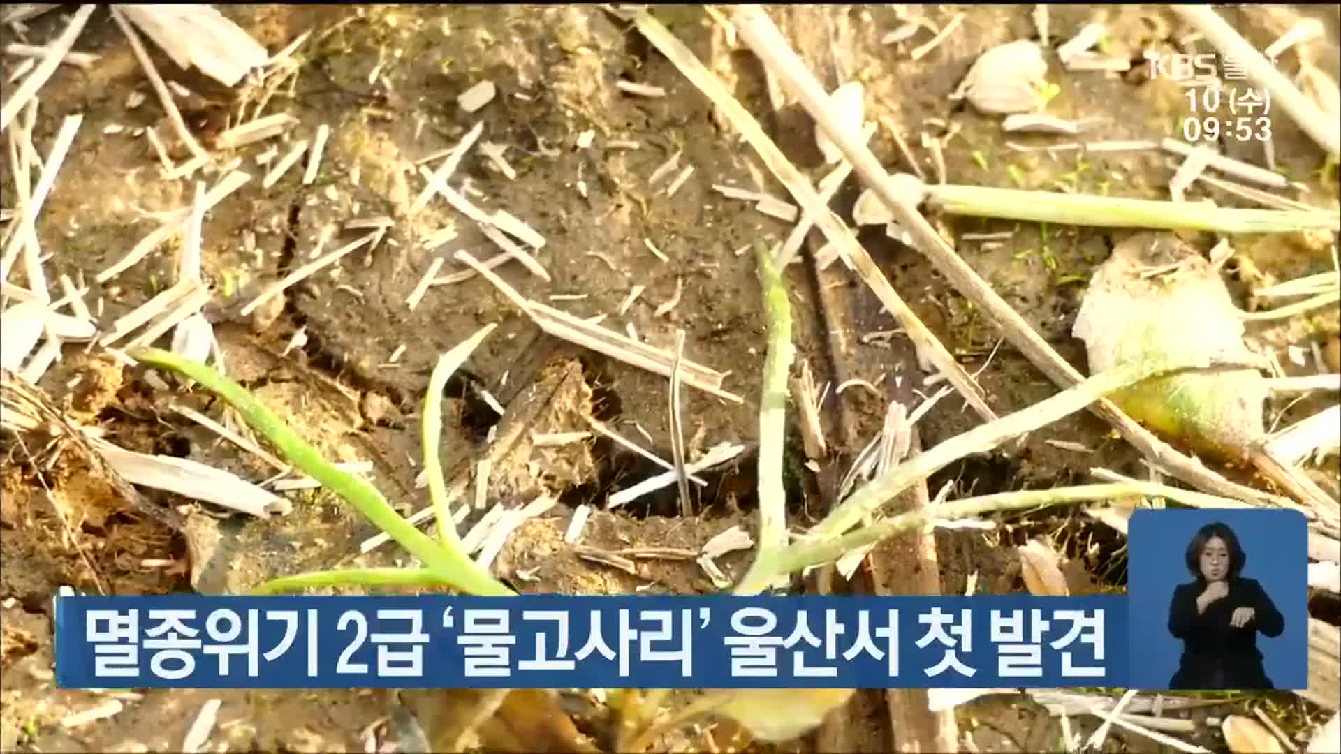 멸종위기 2급 ‘물고사리’ 울산서 첫 발견