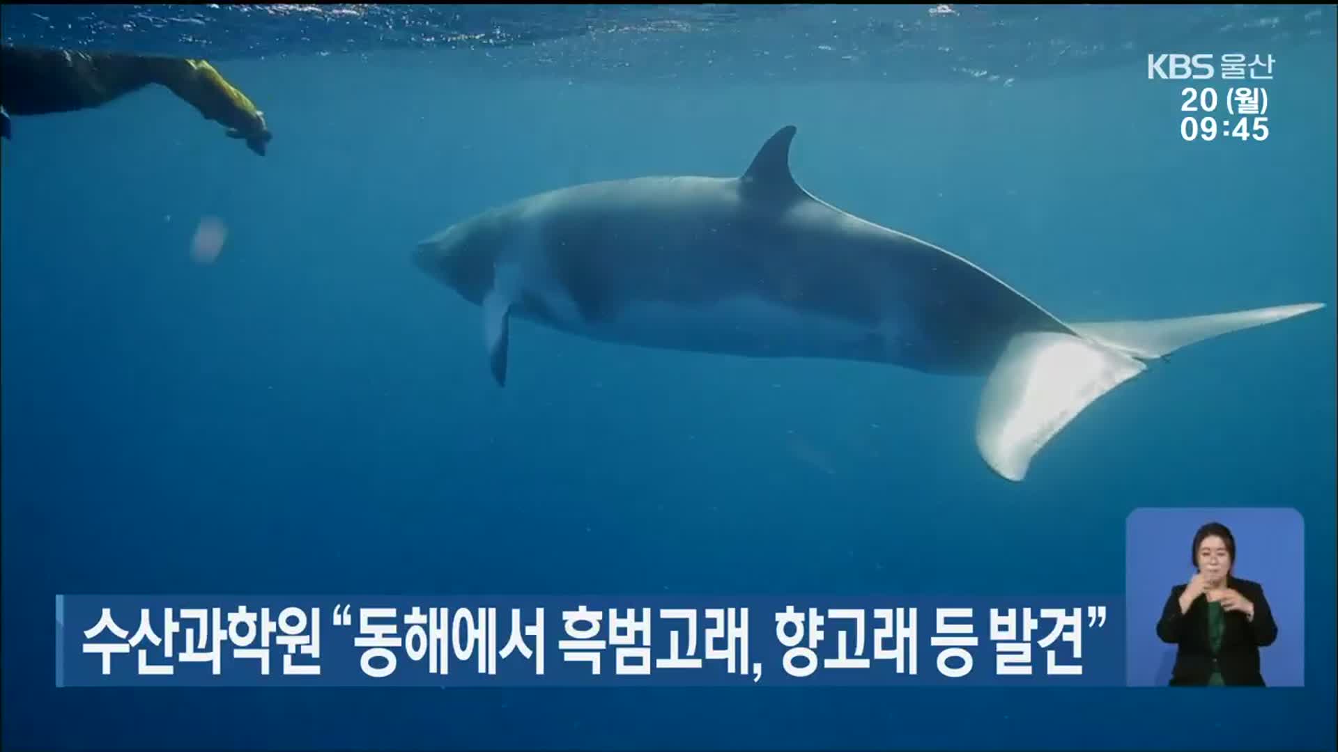 수산과학원 “동해에서 흑범고래, 향고래 등 발견”