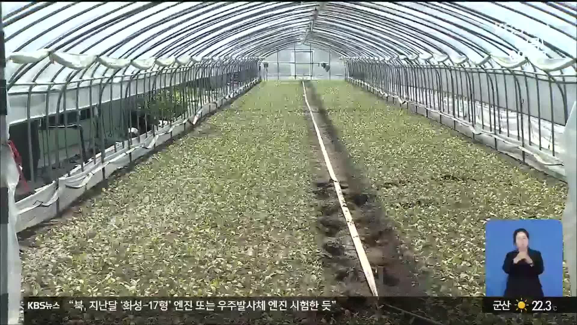 수확 앞두고 잠기고, 떨어지고…농가 ‘망연자실’