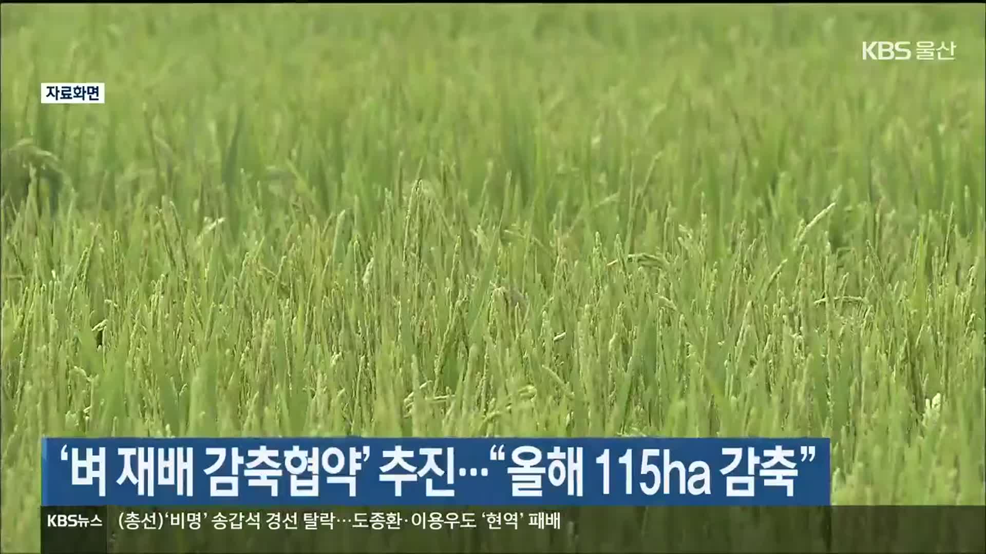 울산시, ‘벼 재배 감축협약’ 추진…“올해 115ha 감축”