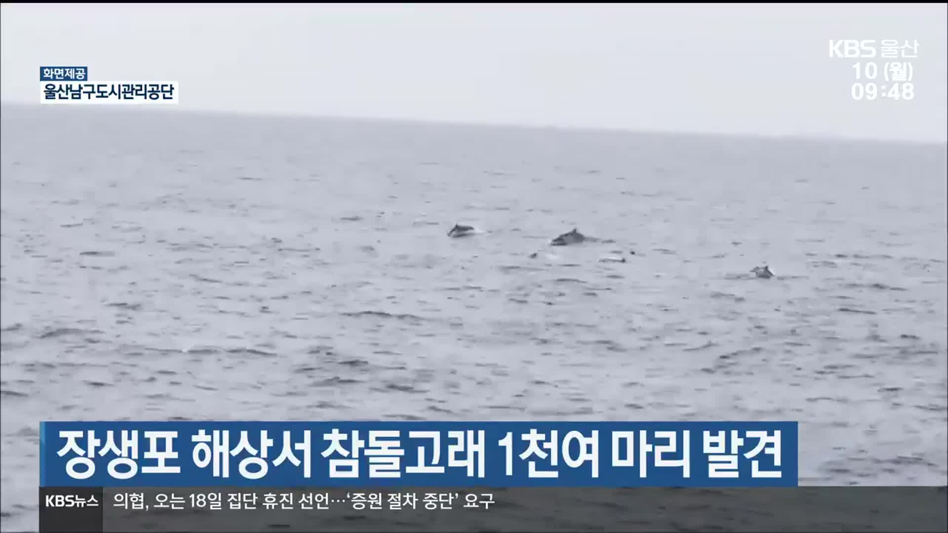 장생포 해상서 참돌고래 1천여 마리 발견