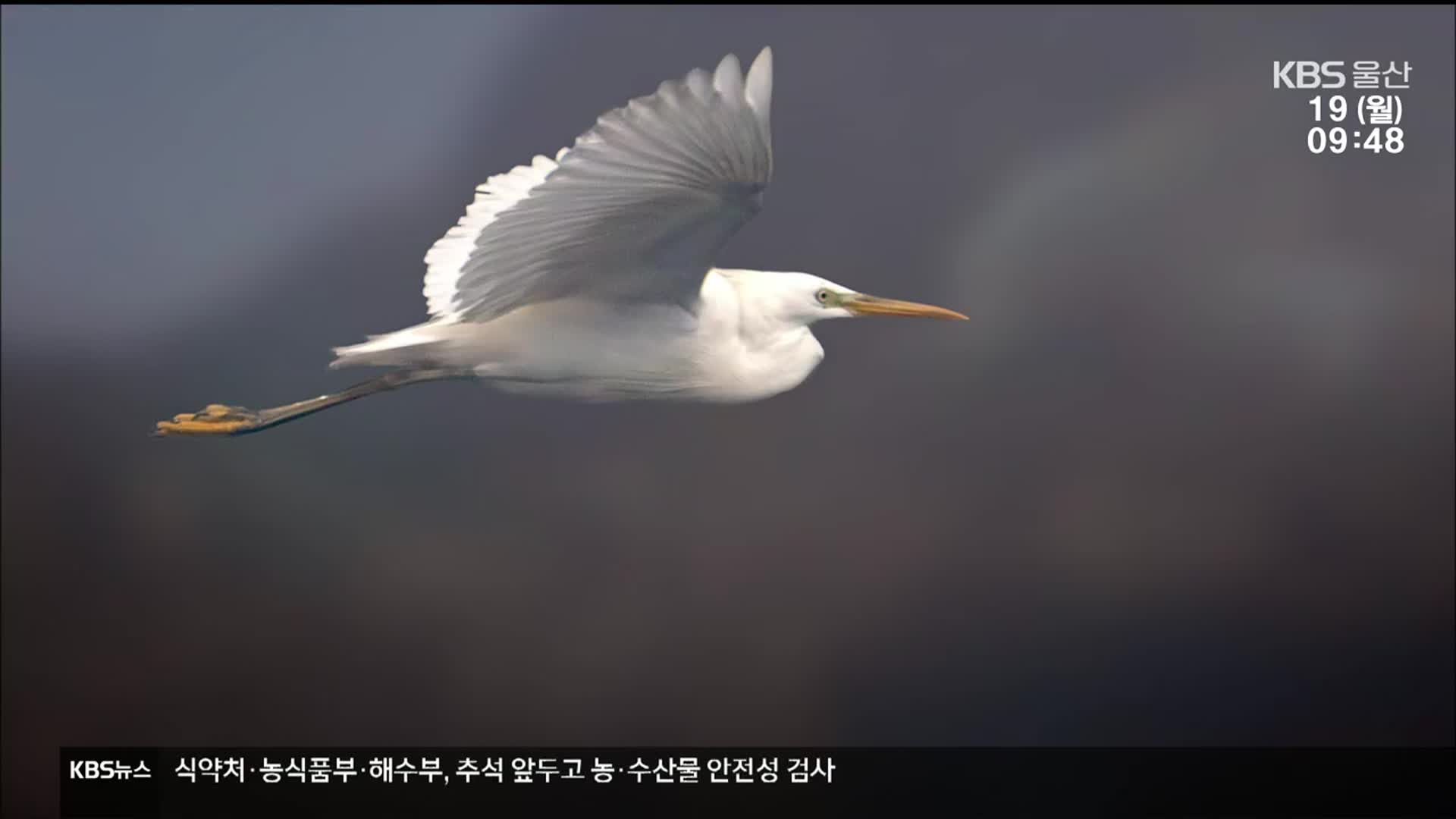 서생 해안 희귀철새 도래지 ‘가능성’