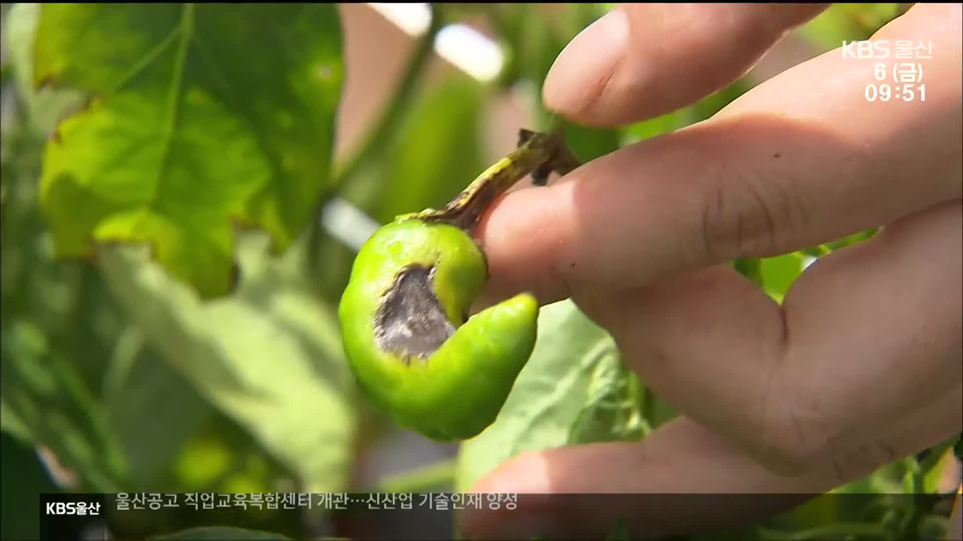 폭염·폭우에 농작물 작황 부진…농가 근심