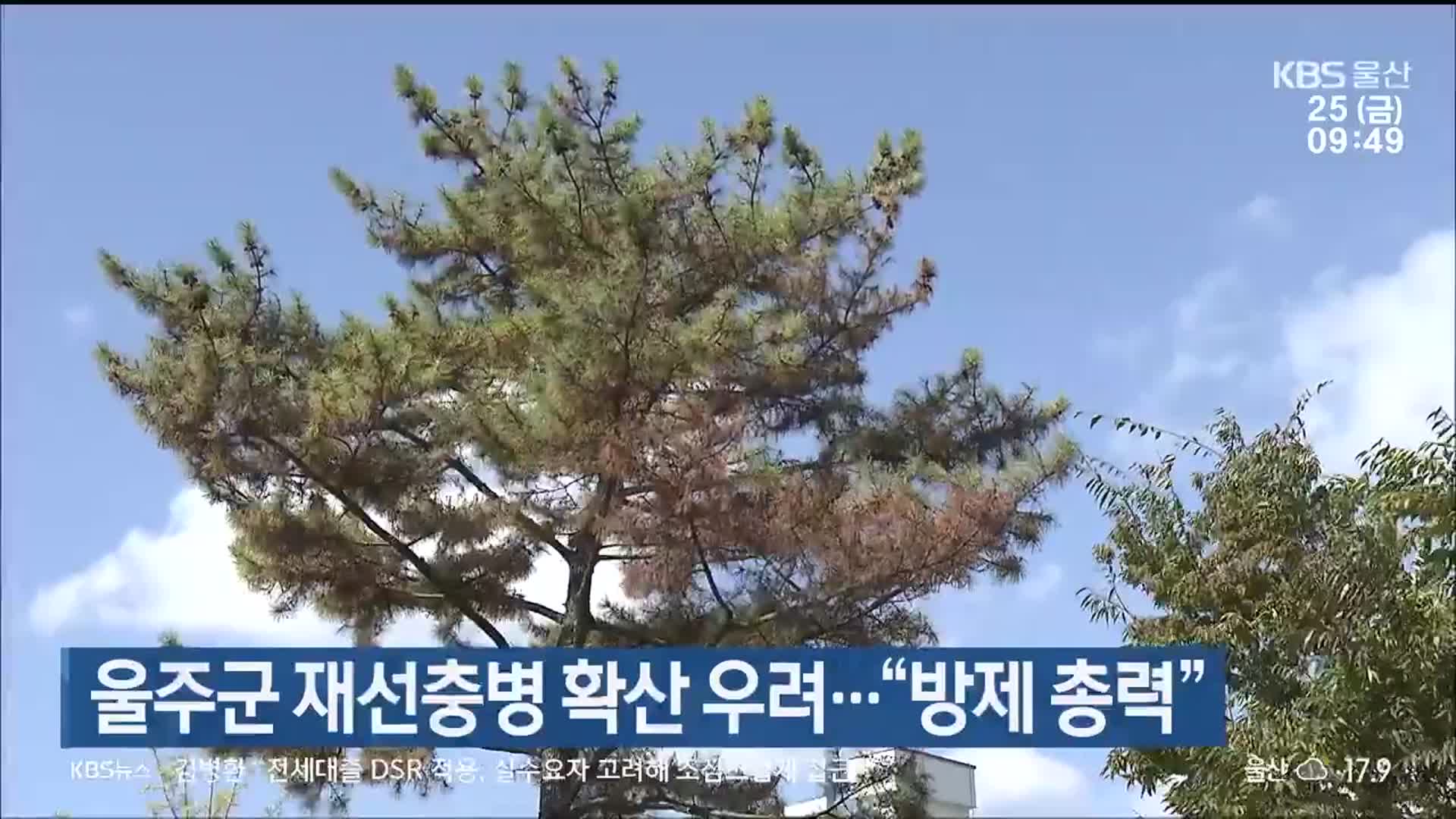 울주군 재선충병 확산 우려…“방제 총력”