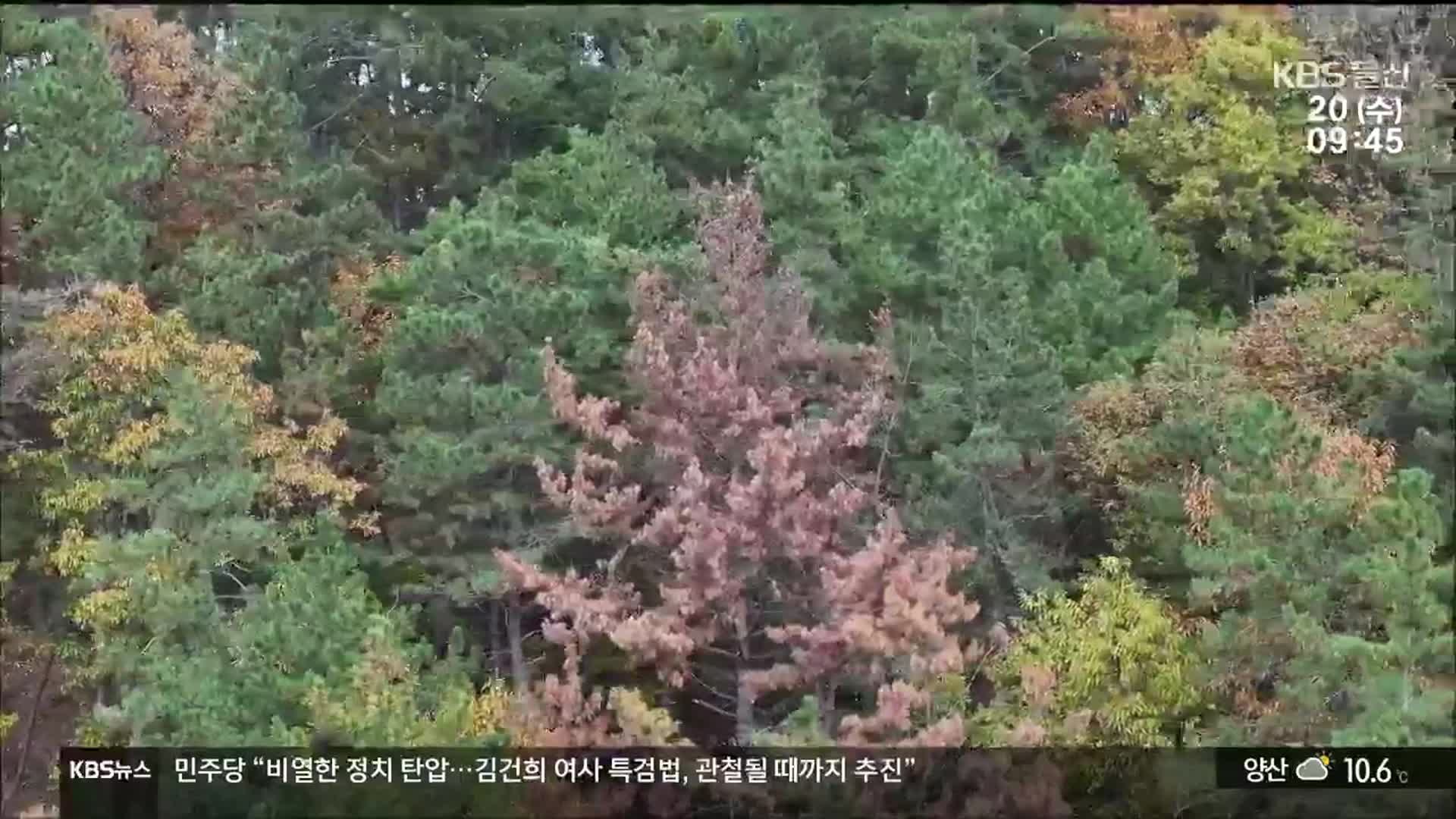 소나무재선충 ‘비상’…해법은 ‘동상이몽’