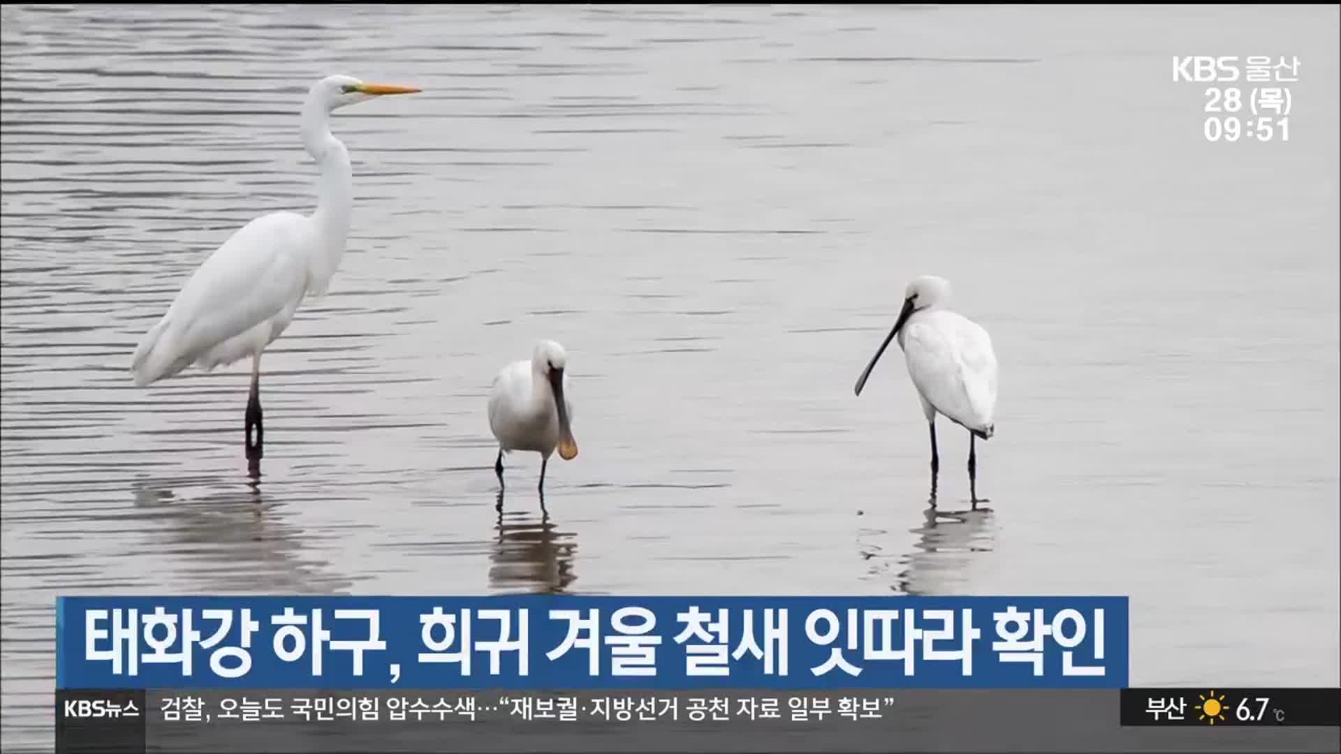 태화강 하구, 희귀 겨울 철새 잇따라 확인