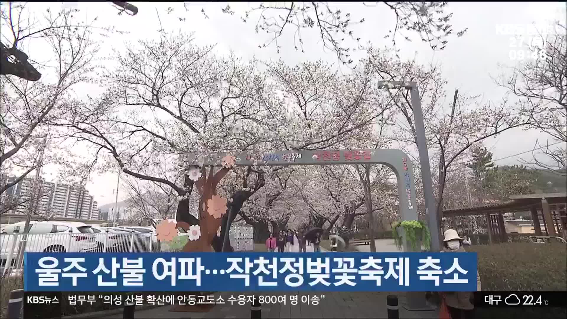울주 산불 여파…작천정벚꽃축제 축소
