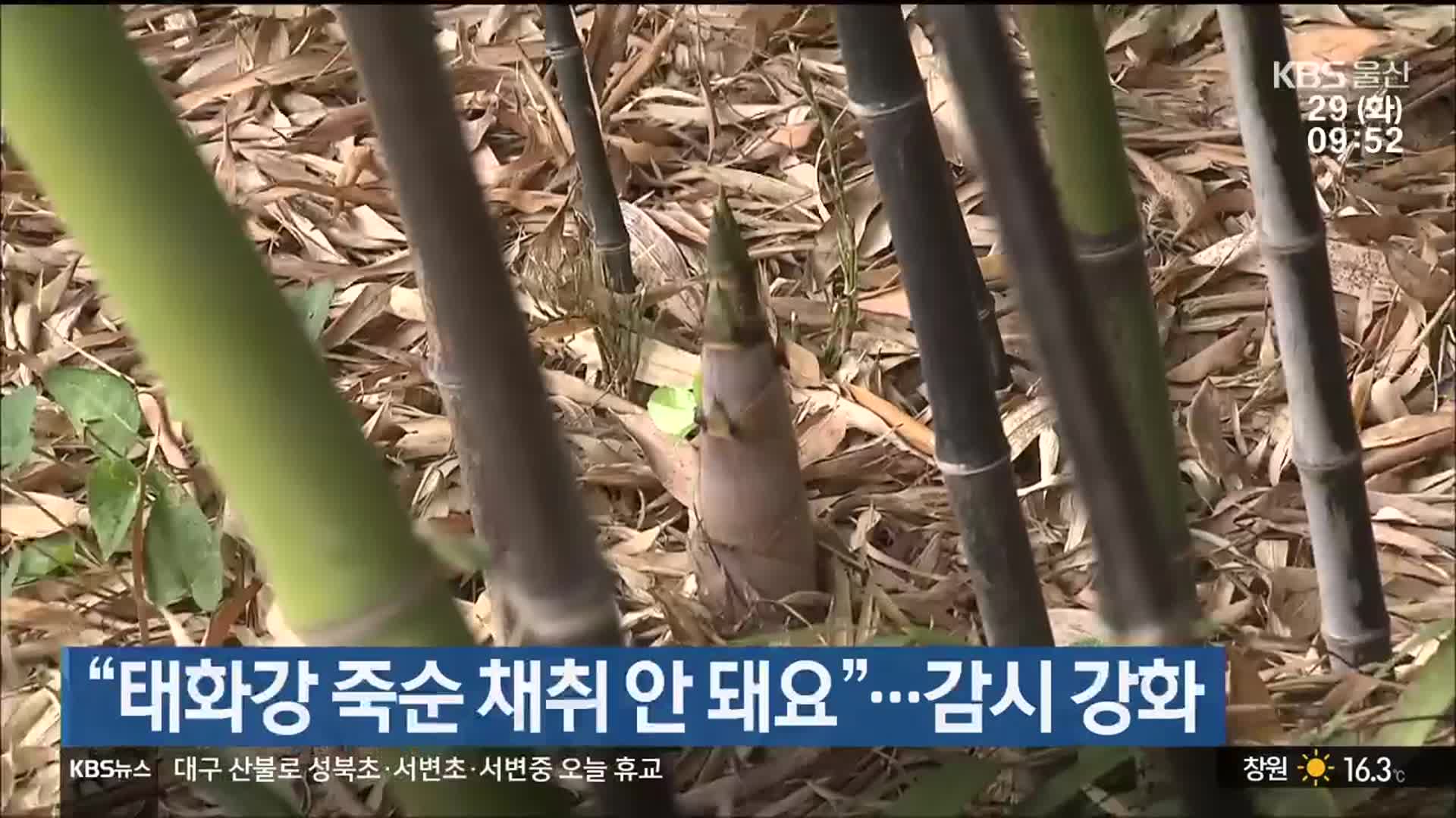 “태화강 죽순 채취 안 돼요”…감시 강화