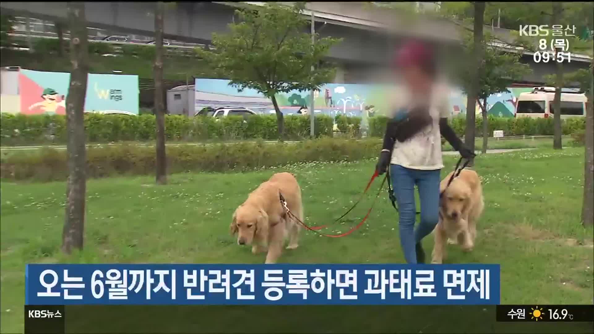 오는 6월까지 반려견 등록하면 과태료 면제