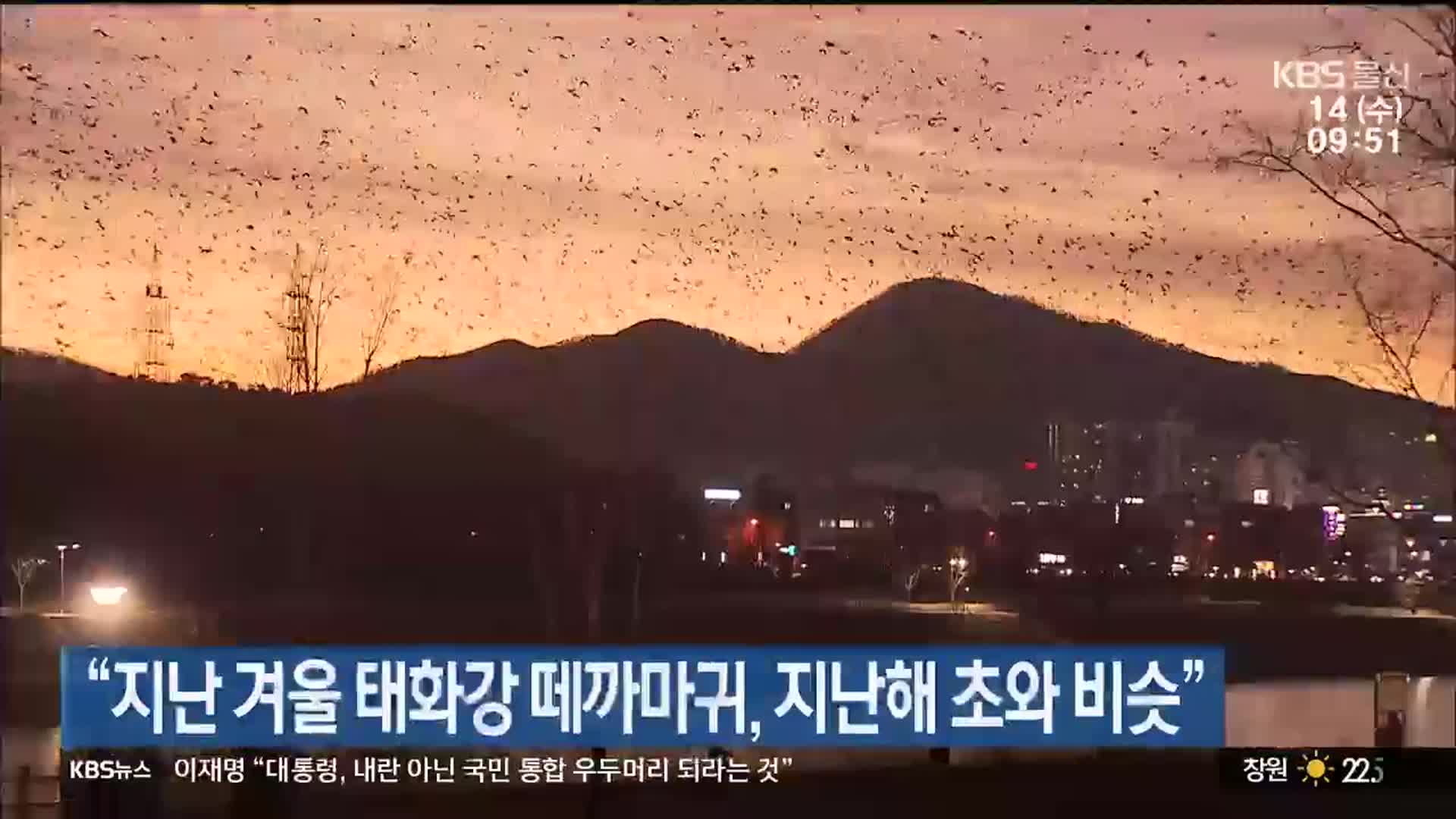 “지난 겨울 태화강 떼까마귀, 지난해 초와 비슷”