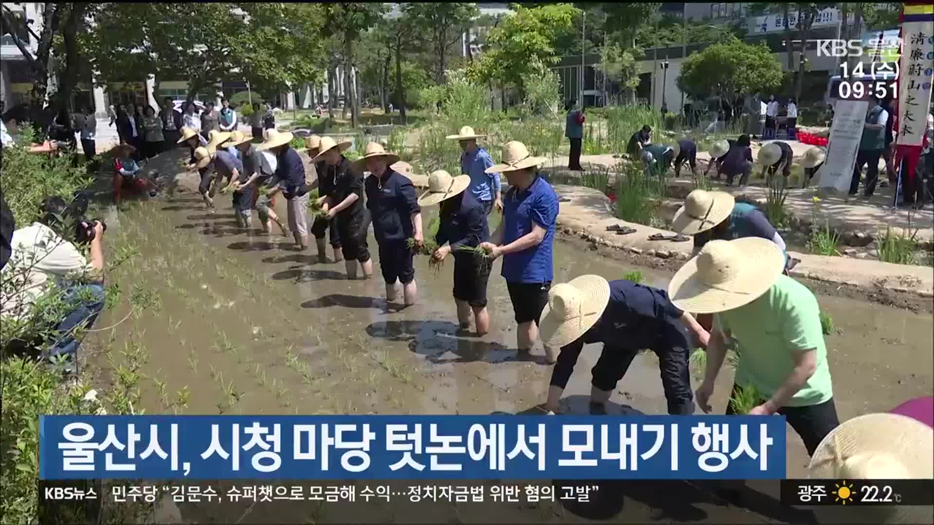 울산시, 시청 마당 텃논에서 모내기 행사
