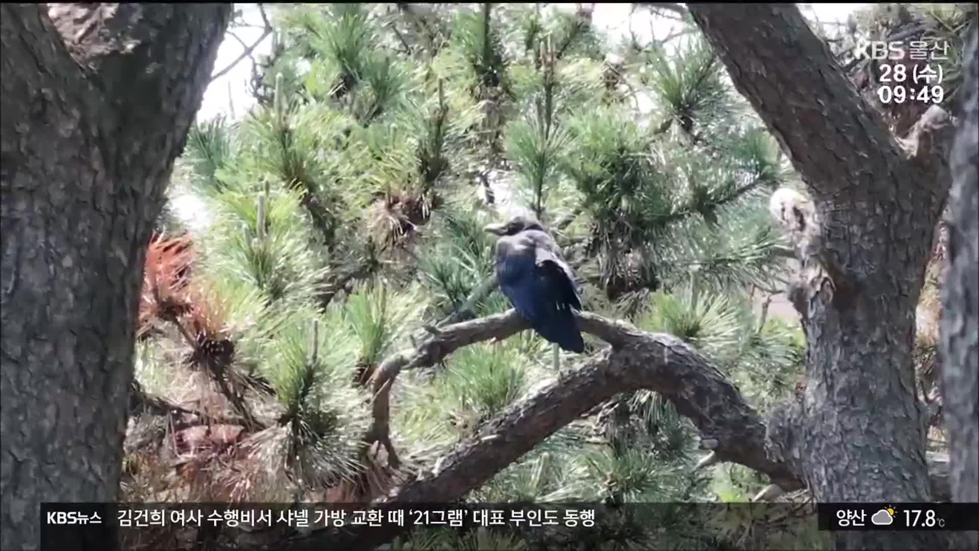 “갑자기 머리를”…무차별 공격 ‘공포의 까마귀’