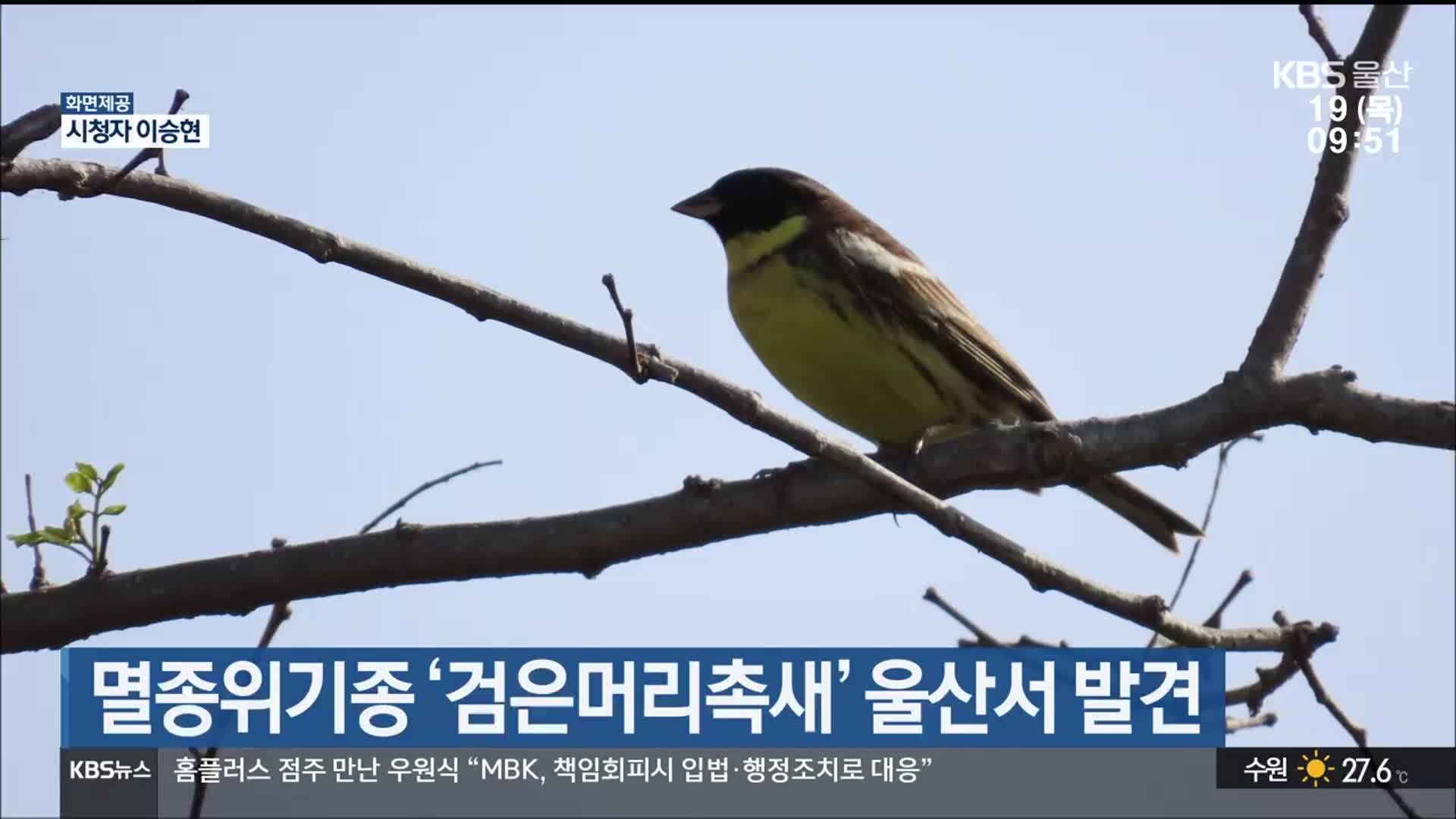 멸종위기종 ‘검은머리촉새’ 울산서 발견