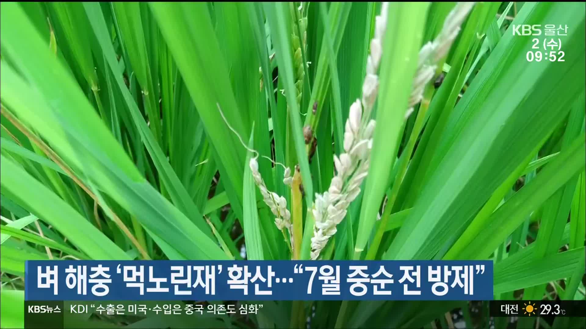 벼 해충 ‘먹노린재’ 확산…“7월 중순 전 방제”