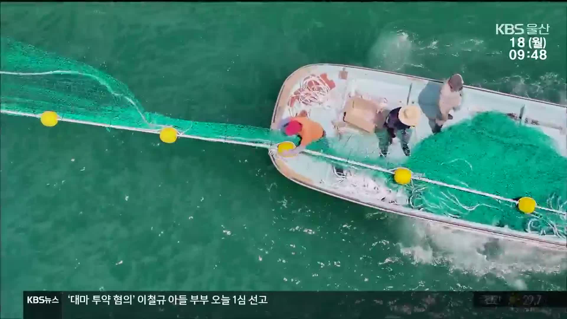 해파리 쏘임 ‘빈번’…차단망 설치는 ‘제각각’