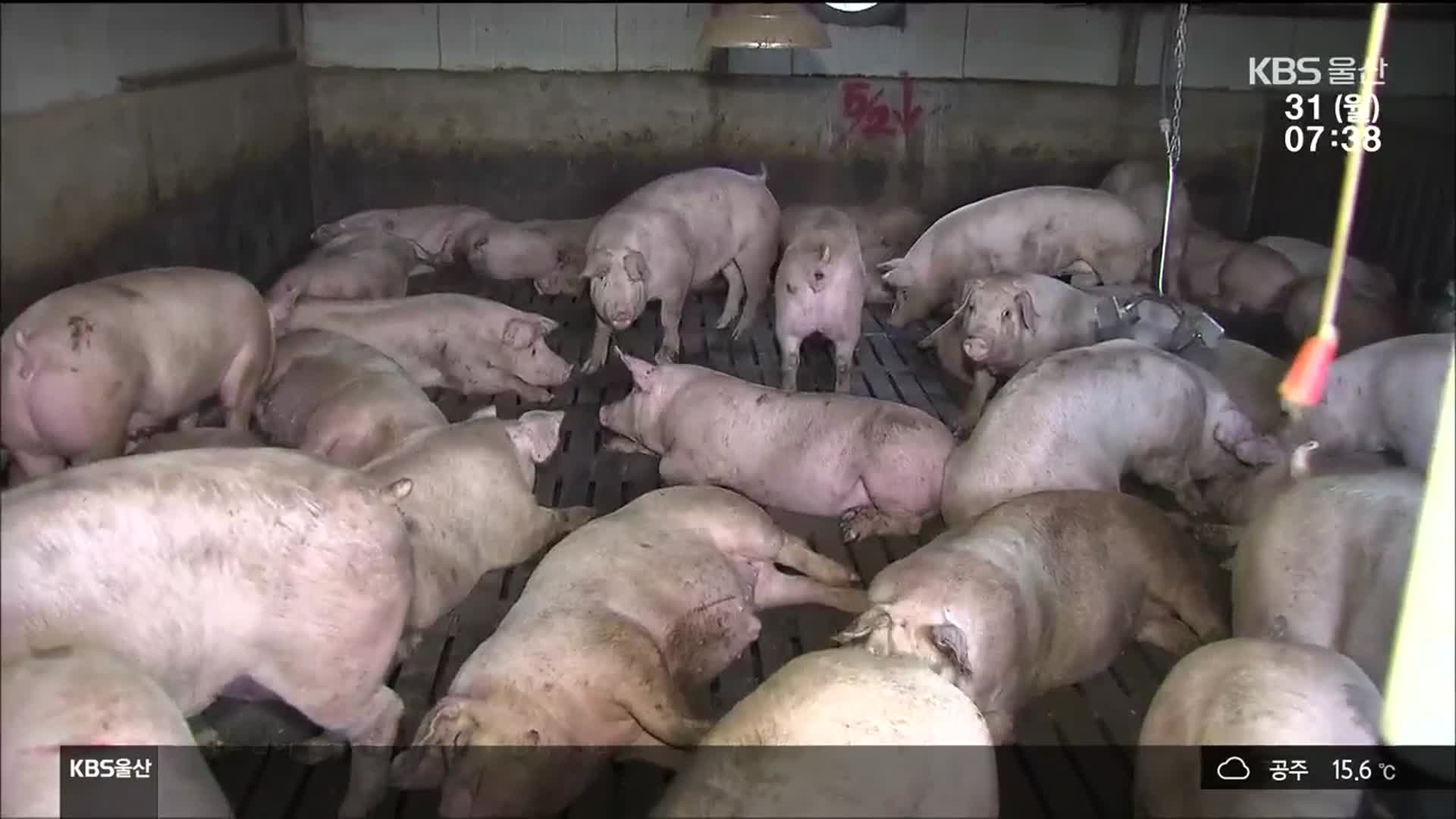 ‘음식물 쓰레기 사료 금지’ 돼지 사육 농가 위기