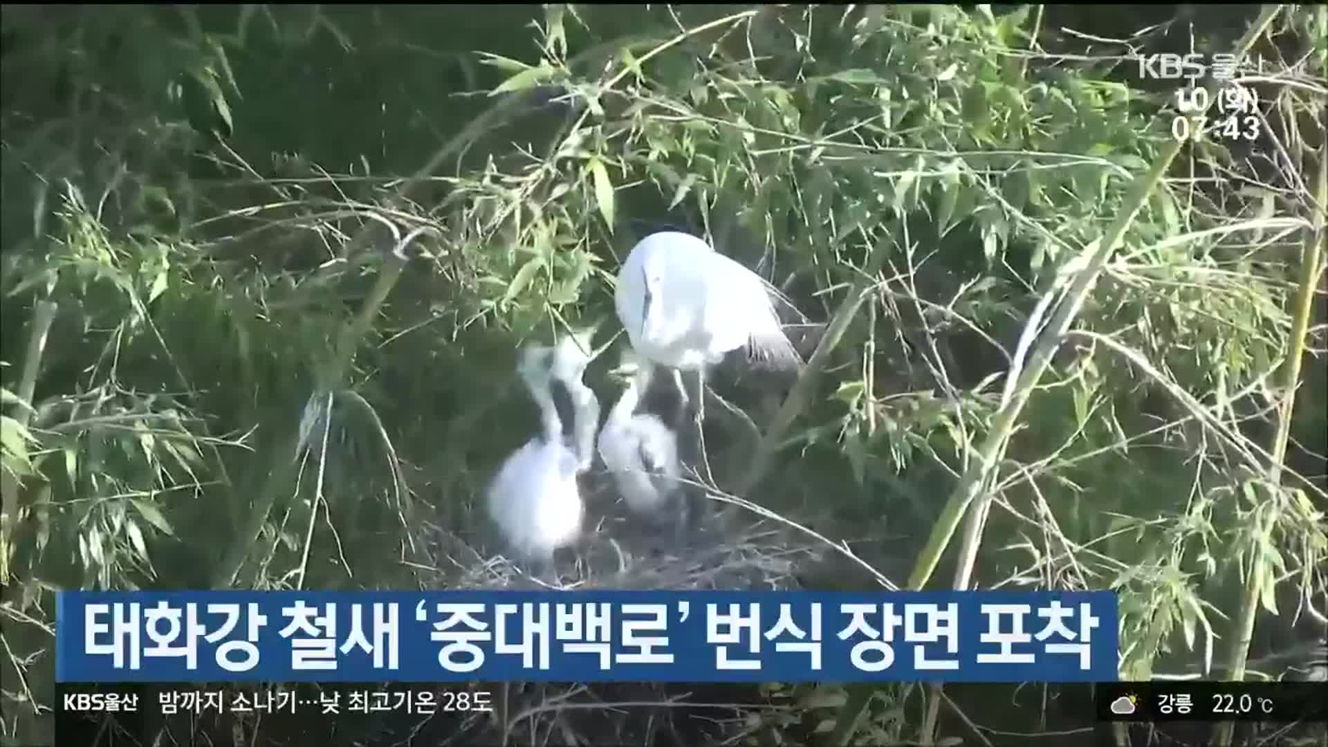 태화강 철새 ‘중대백로’ 번식 장면 포착