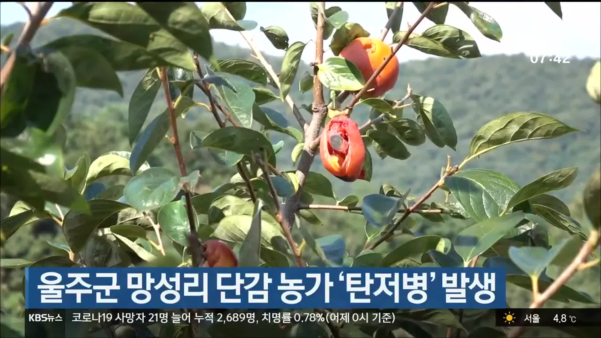 울주군 망성리 단감 농가 ‘탄저병’ 발생
