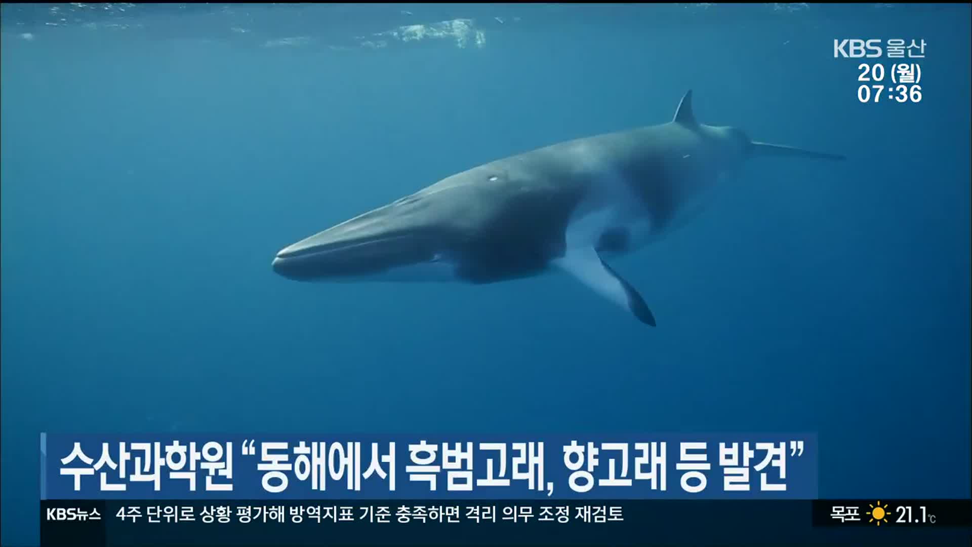 수산과학원 “동해에서 흑범고래, 향고래 등 발견”