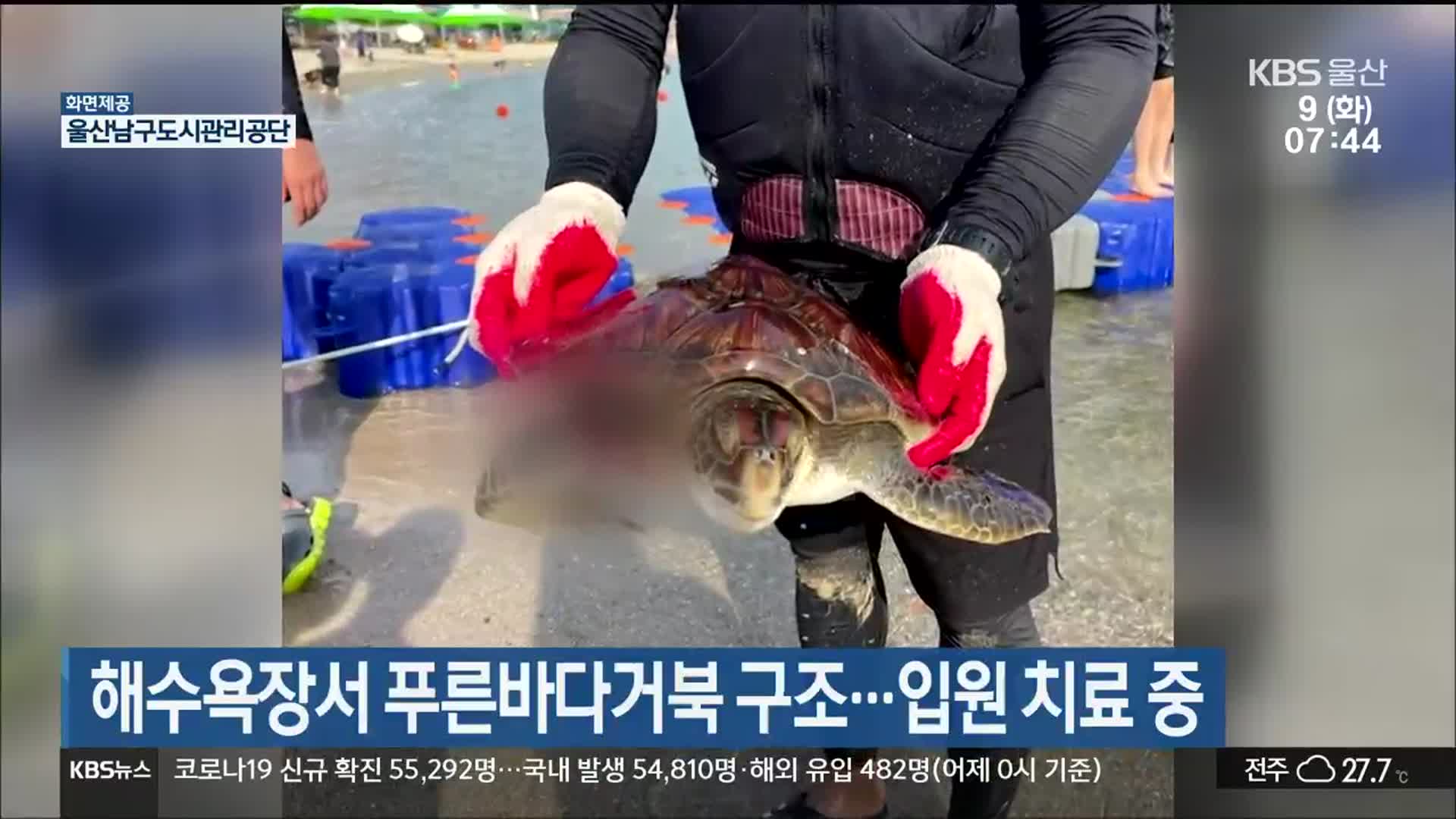 해수욕장서 푸른바다거북 구조…입원 치료 중