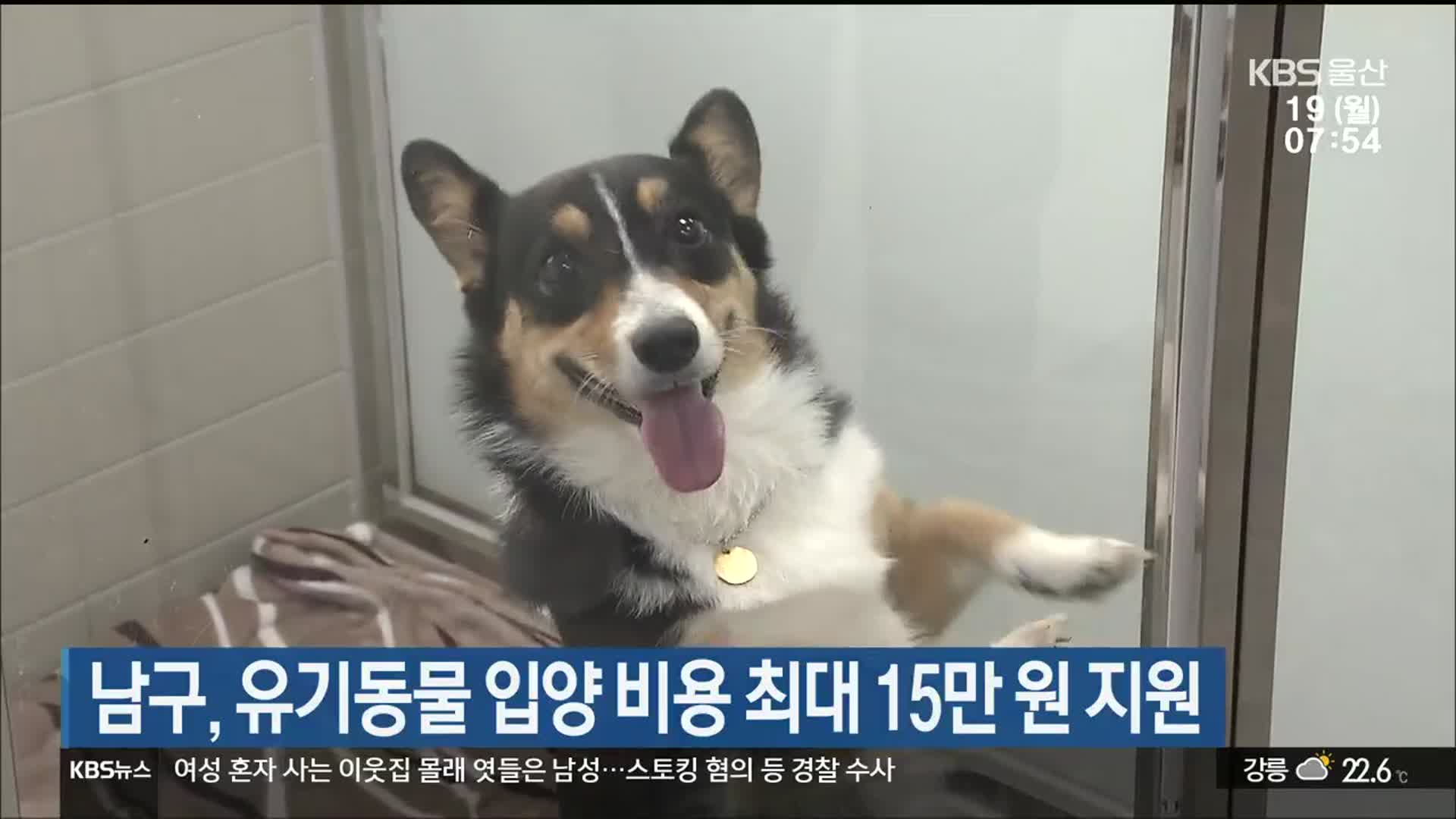 남구, 유기동물 입양 비용 최대 15만 원 지원