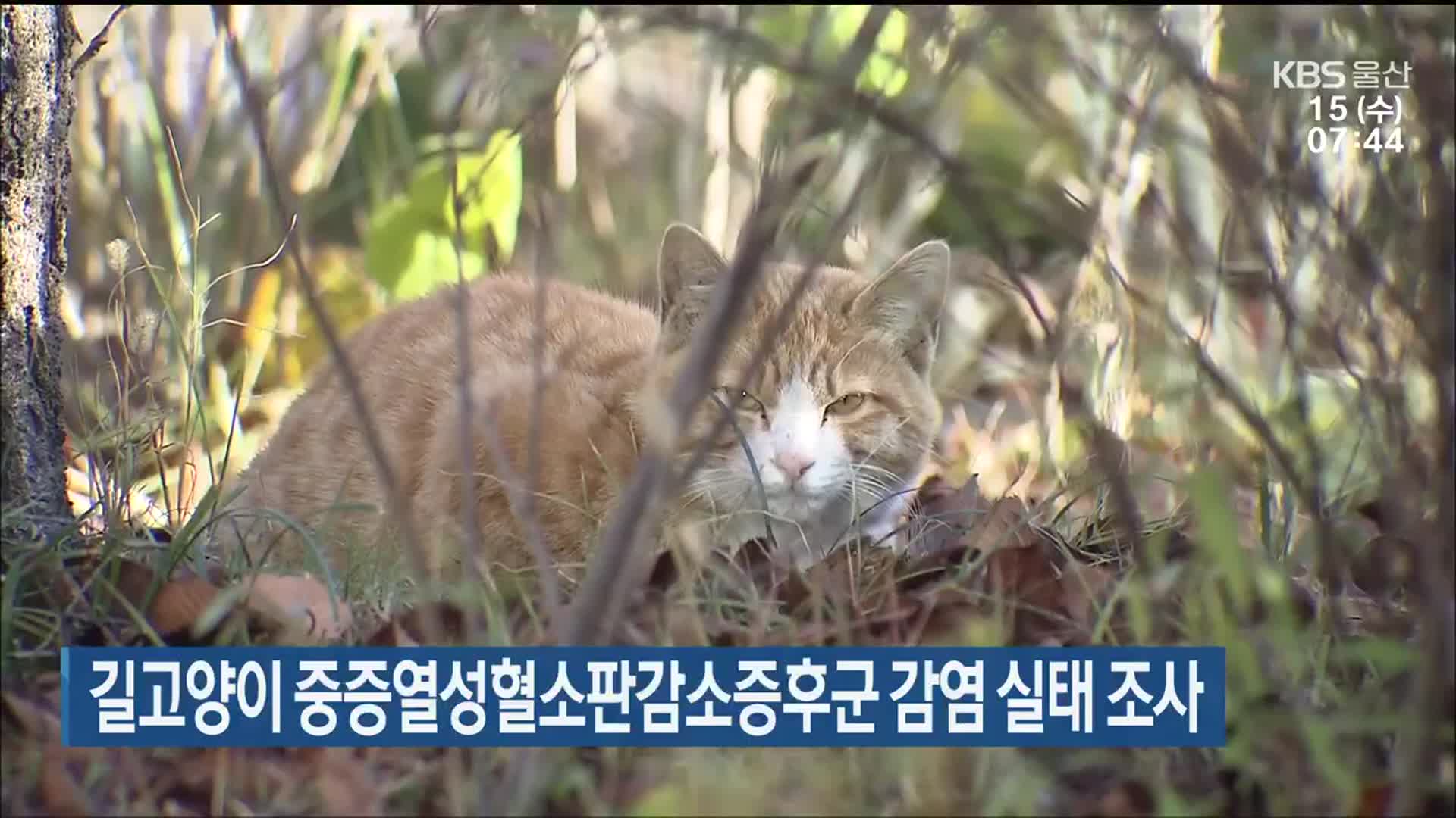 길고양이 중증열성혈소판감소증후군 감염 실태 조사