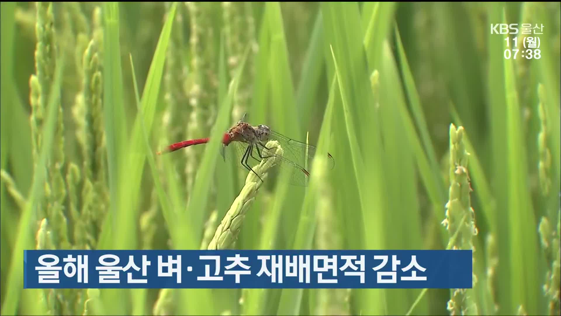 올해 울산 벼·고추 재배면적 감소