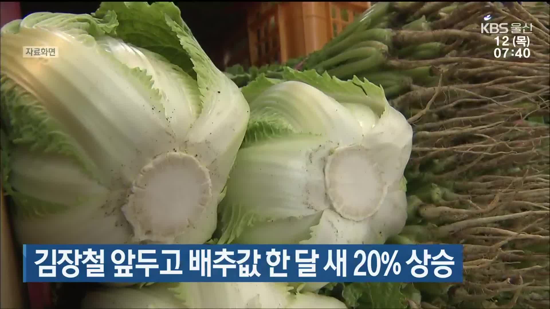 김장철 앞두고 배추값 한 달 새 20% 상승