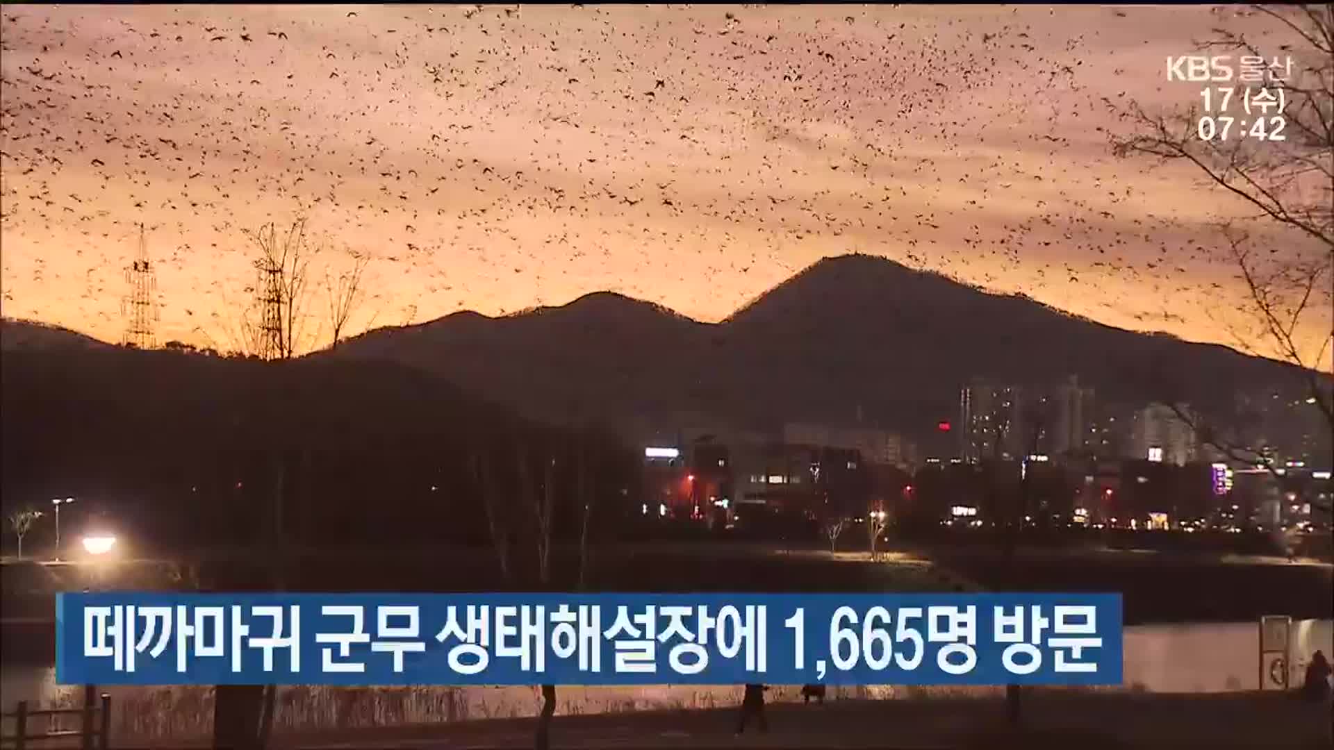 떼까마귀 군무 생태해설장에 1,665명 방문