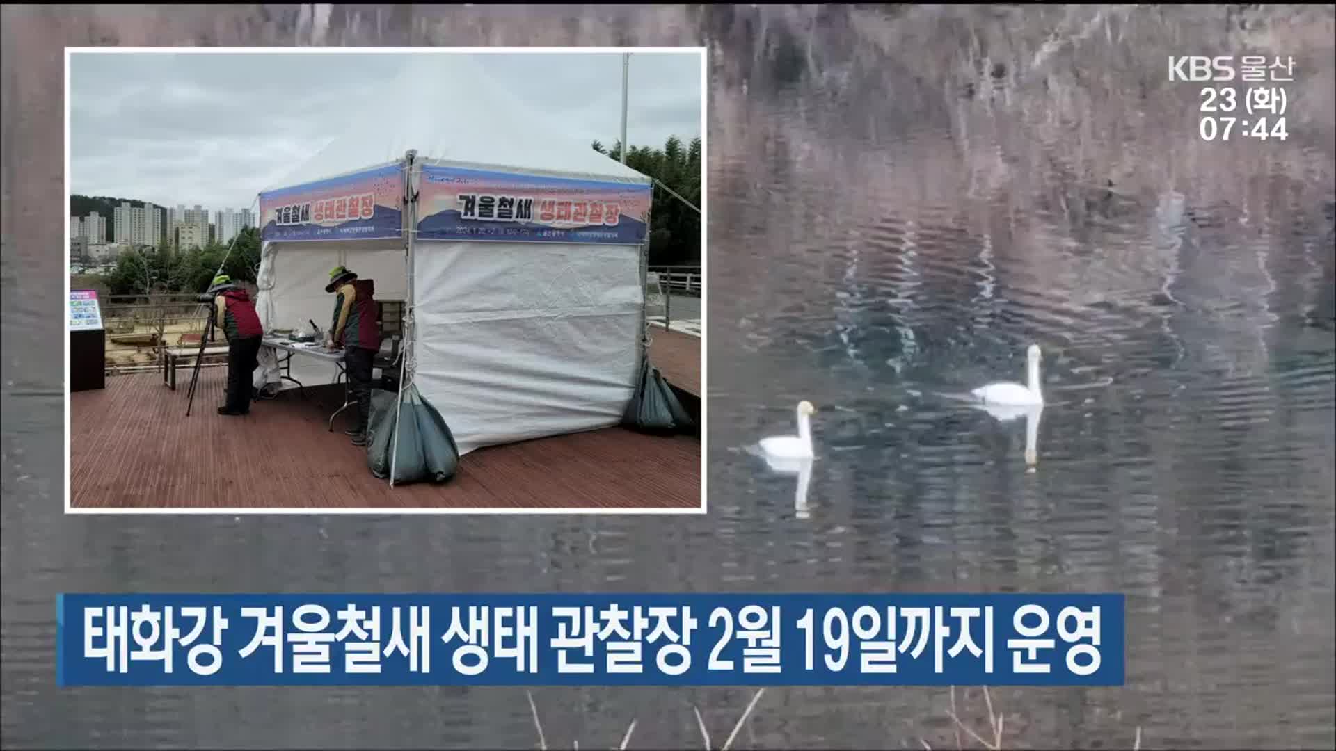 태화강 겨울철새 생태 관찰장 2월 19일까지 운영