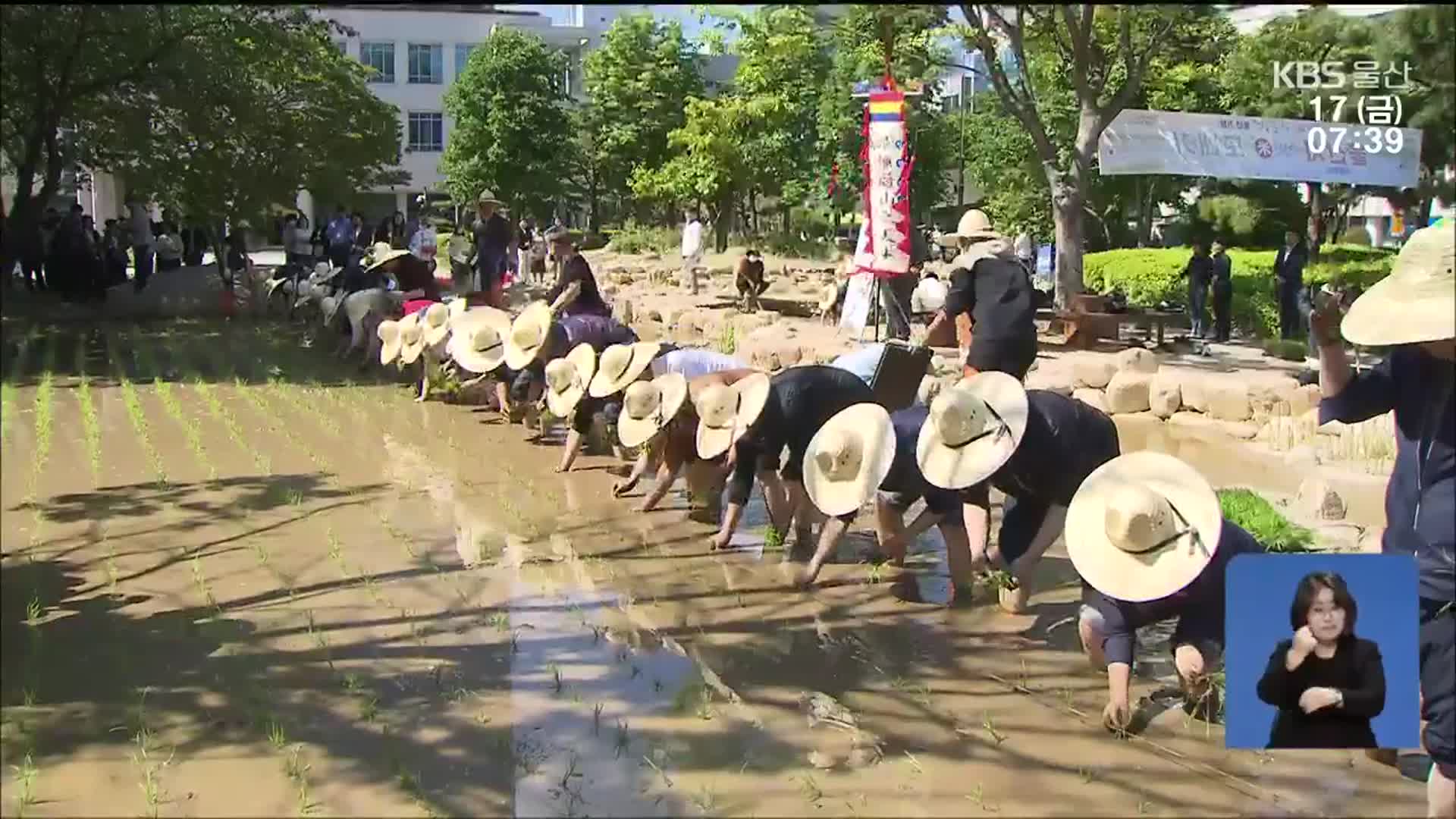 울산시청에 등장한 ‘논’ 정원…모 심어 가을에 추수